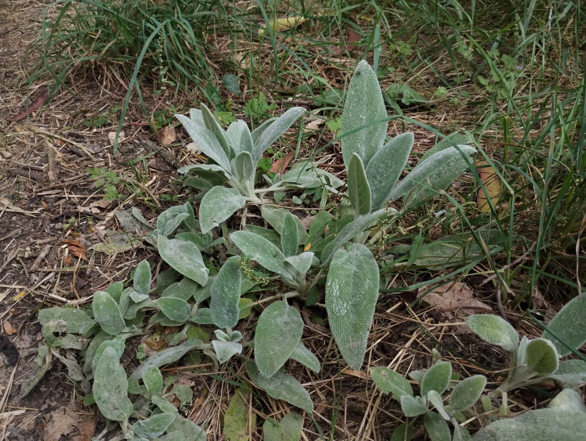 img/stachys-byzantina-3.webp