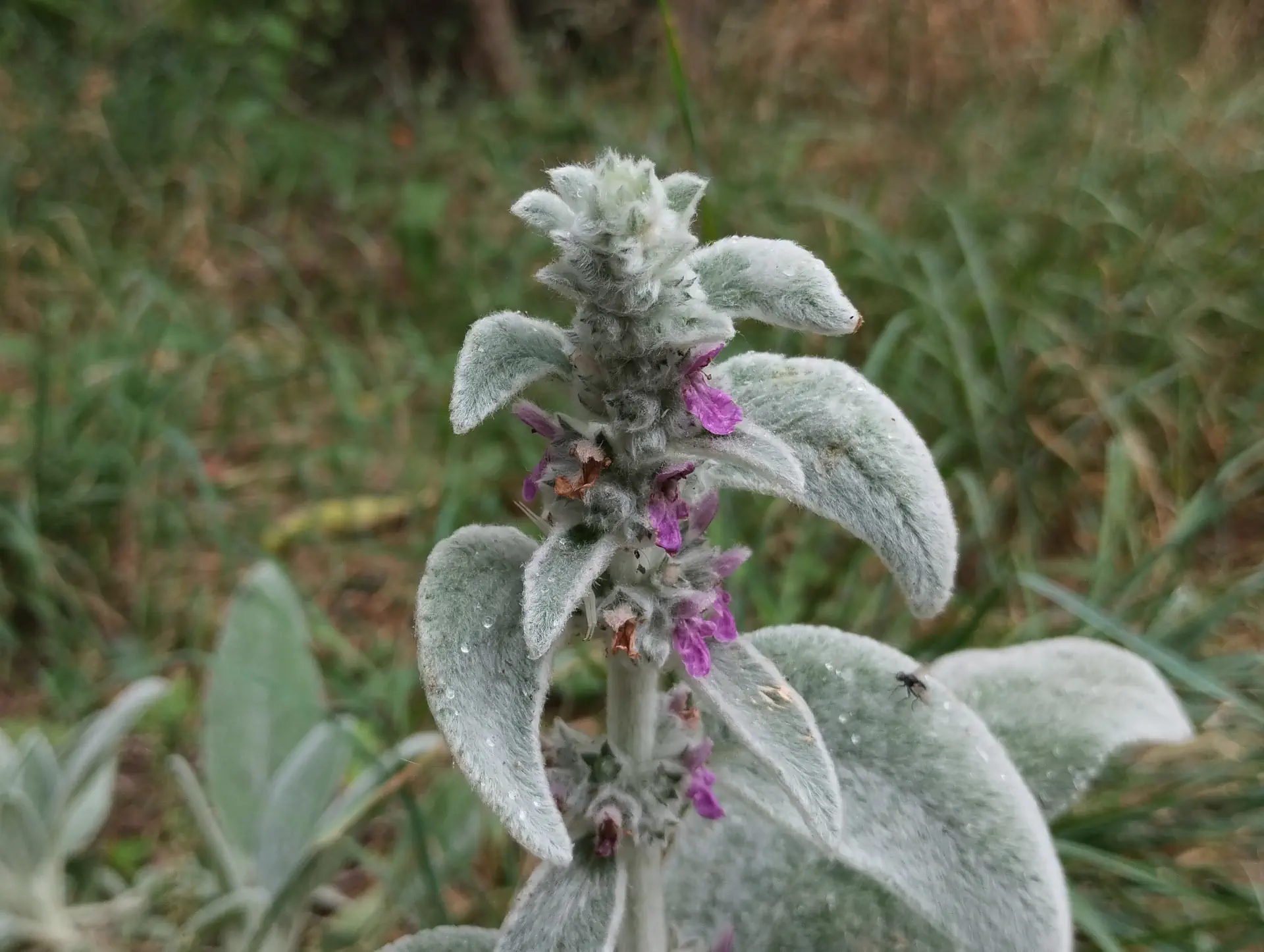 img/stachys-byzantina.webp