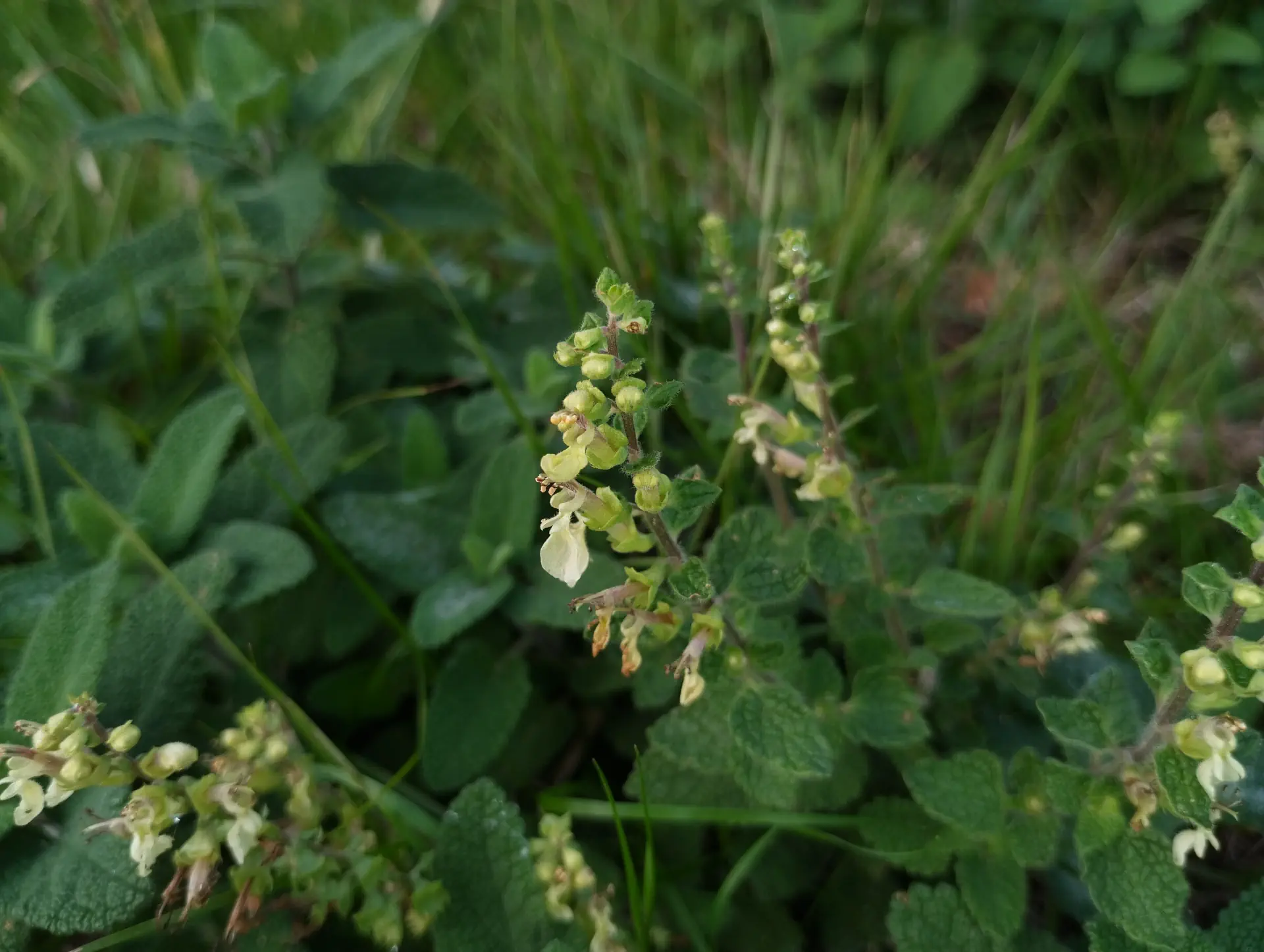 img/teucrium-scorodonia-2.webp