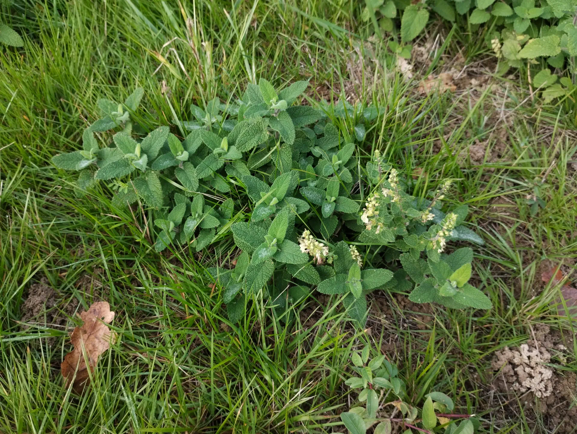 img/teucrium-scorodonia-3.webp