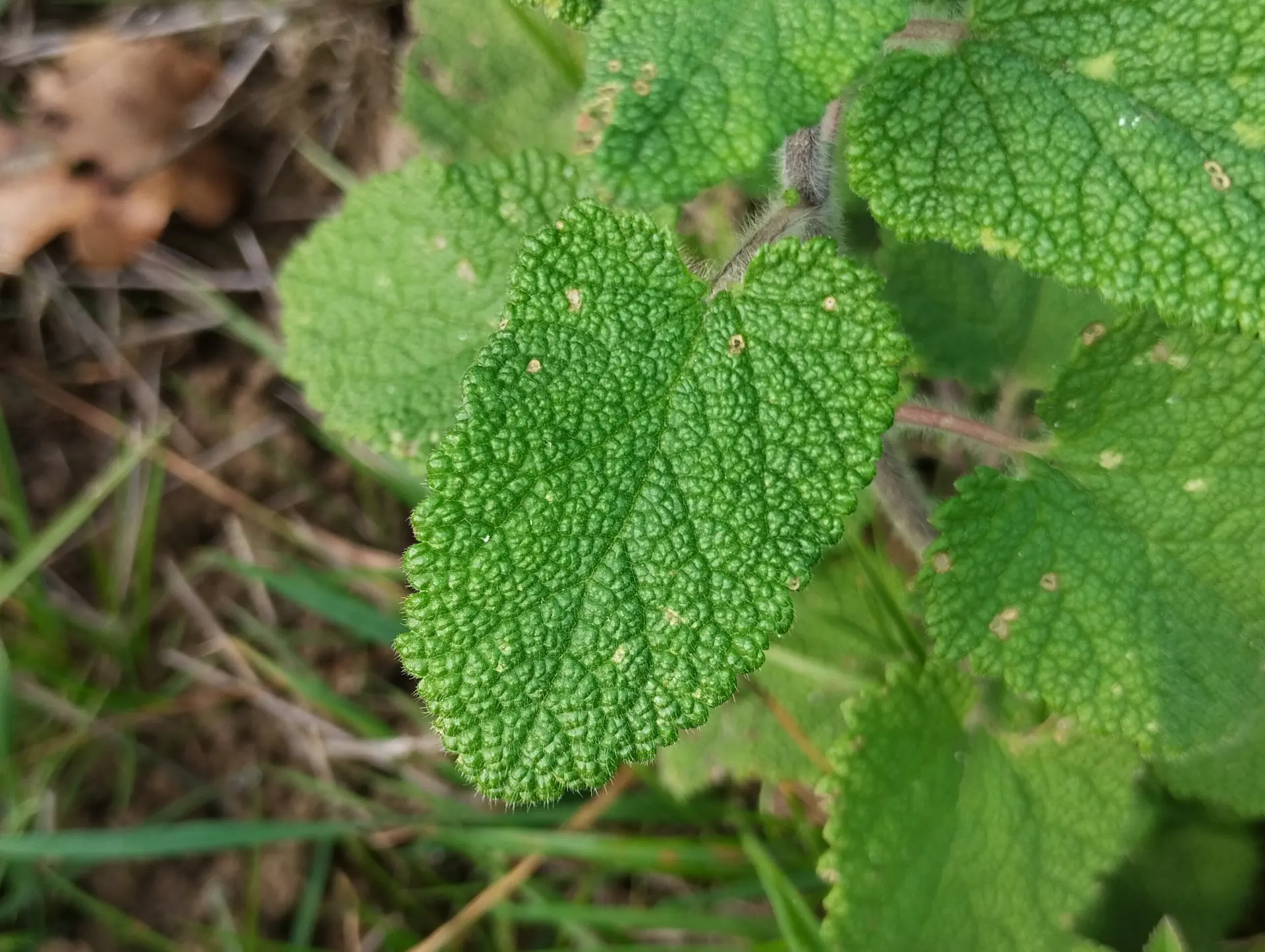 img/teucrium-scorodonia-5.webp