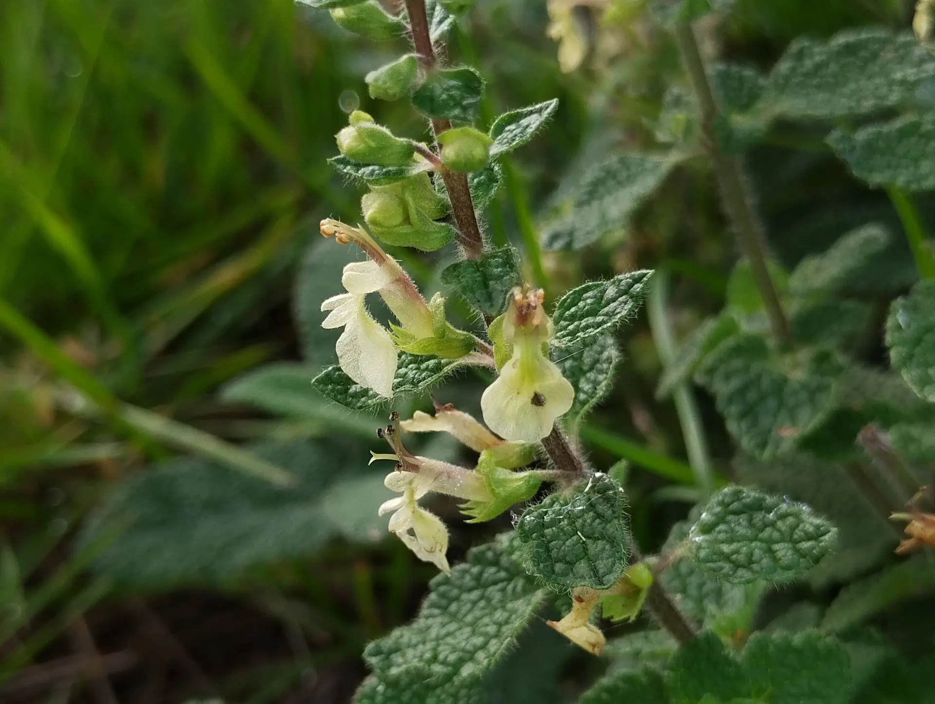 img/teucrium-scorodonia.webp