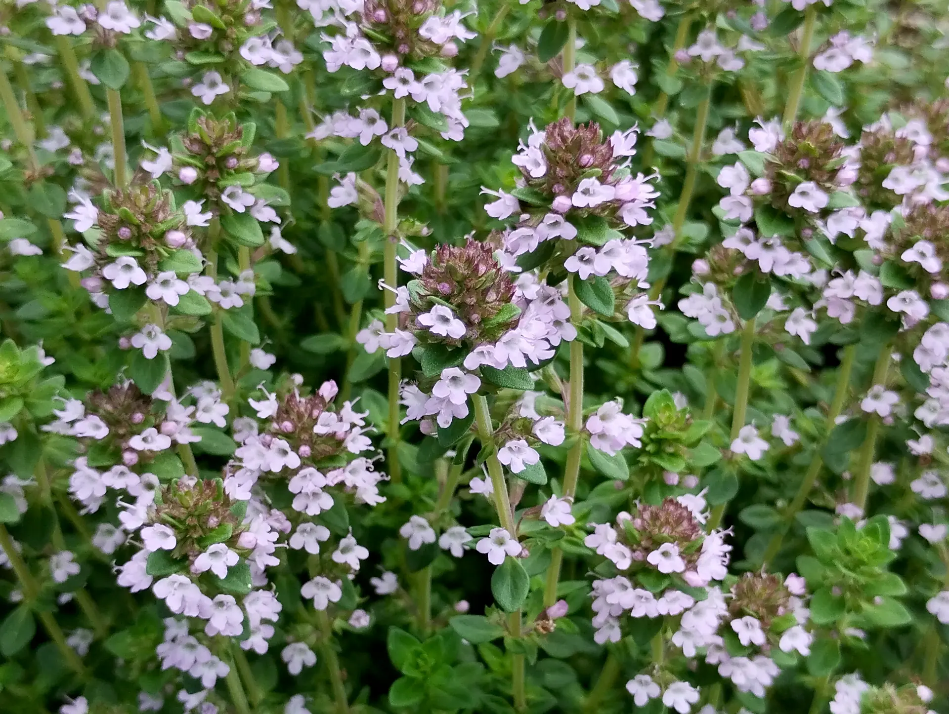 img/thymus-citriodorus.webp