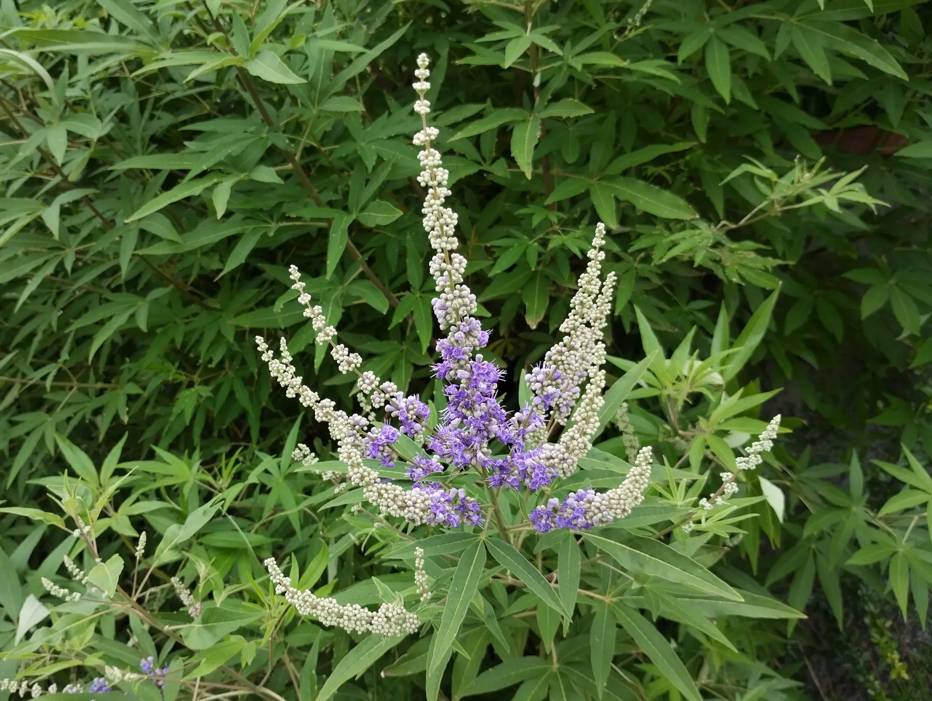 img/vitex-agnus-castus-2.webp