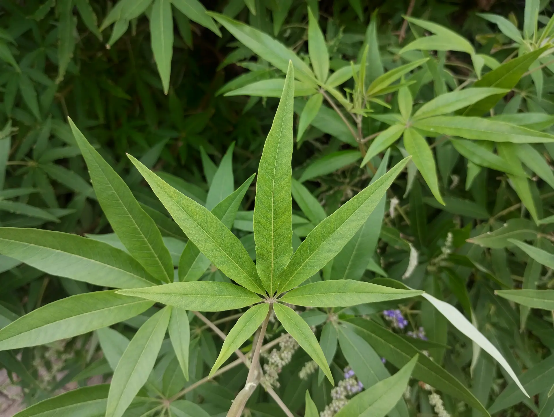 img/vitex-agnus-castus-3.webp