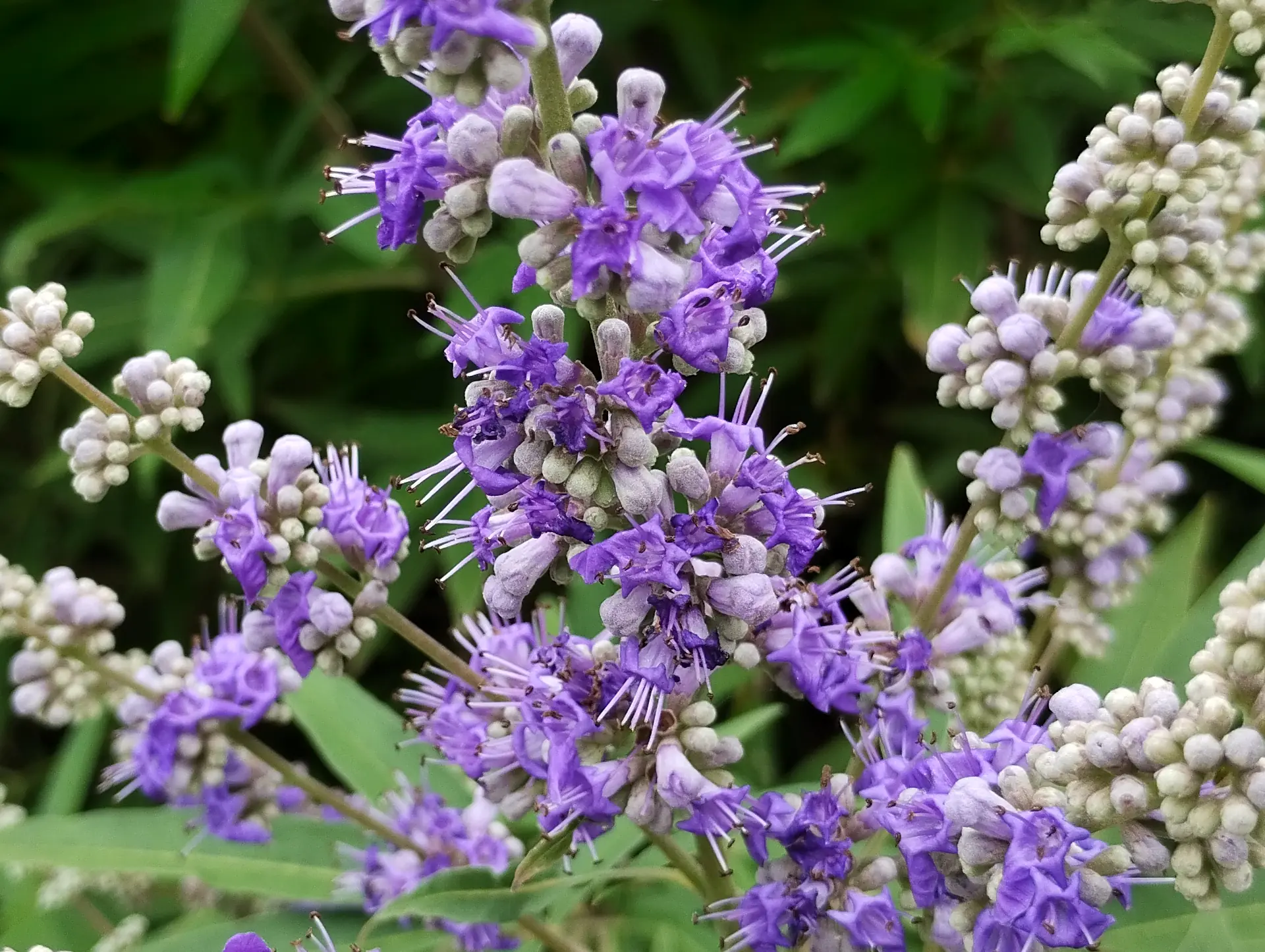 img/vitex-agnus-castus.webp