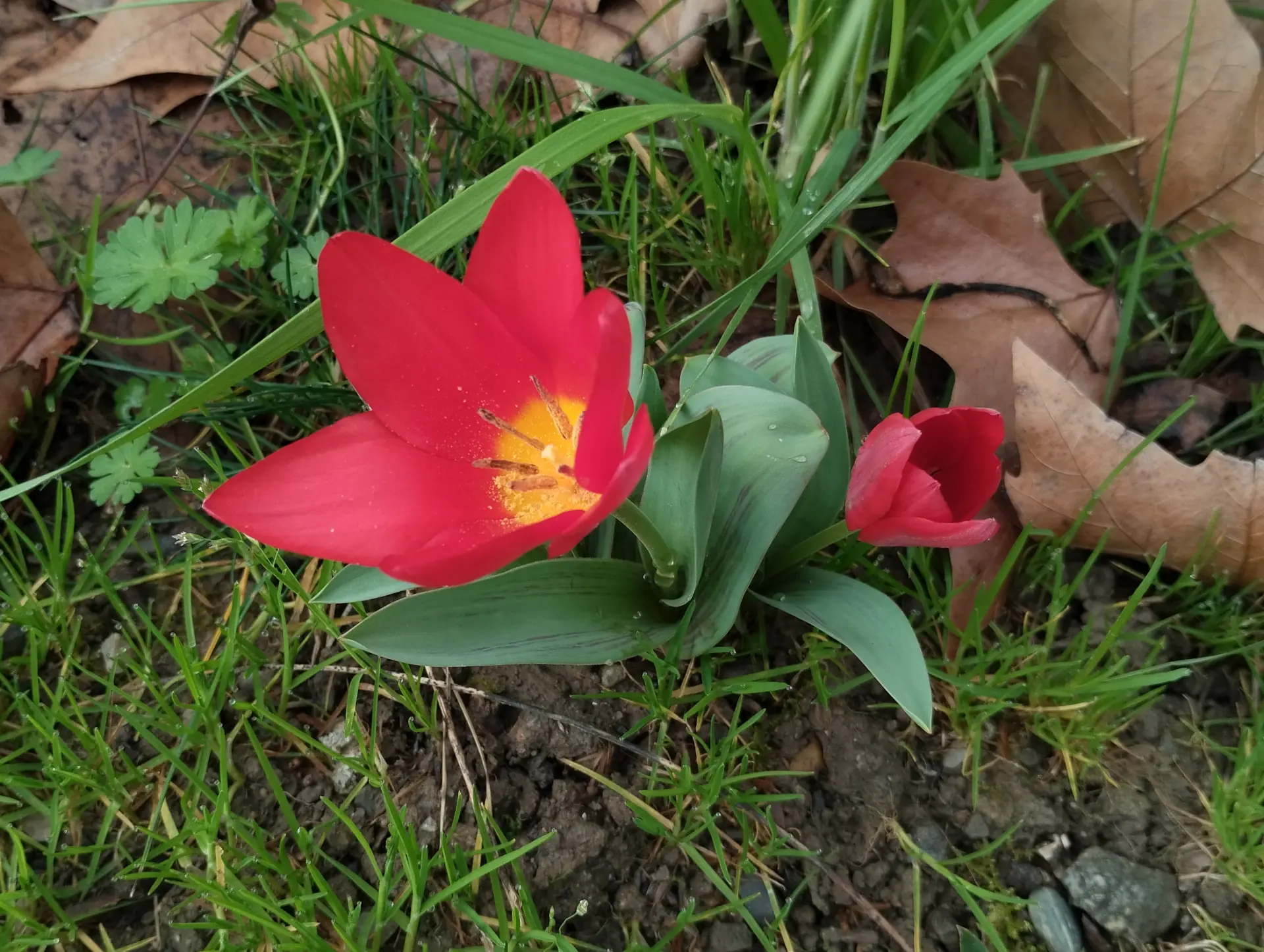 img/tulipa-kaufmanniana-2.webp