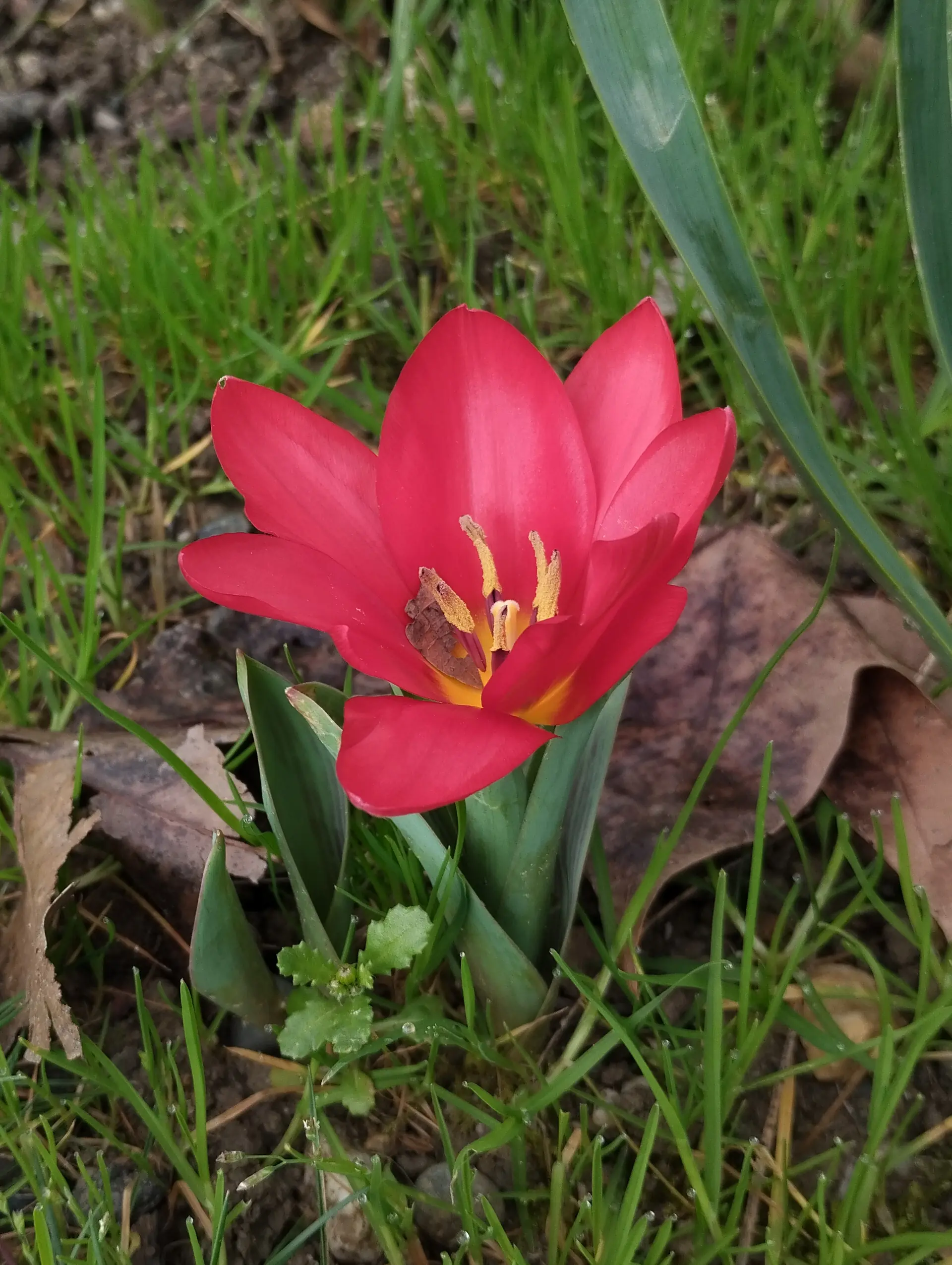 img/tulipa-kaufmanniana-3.webp