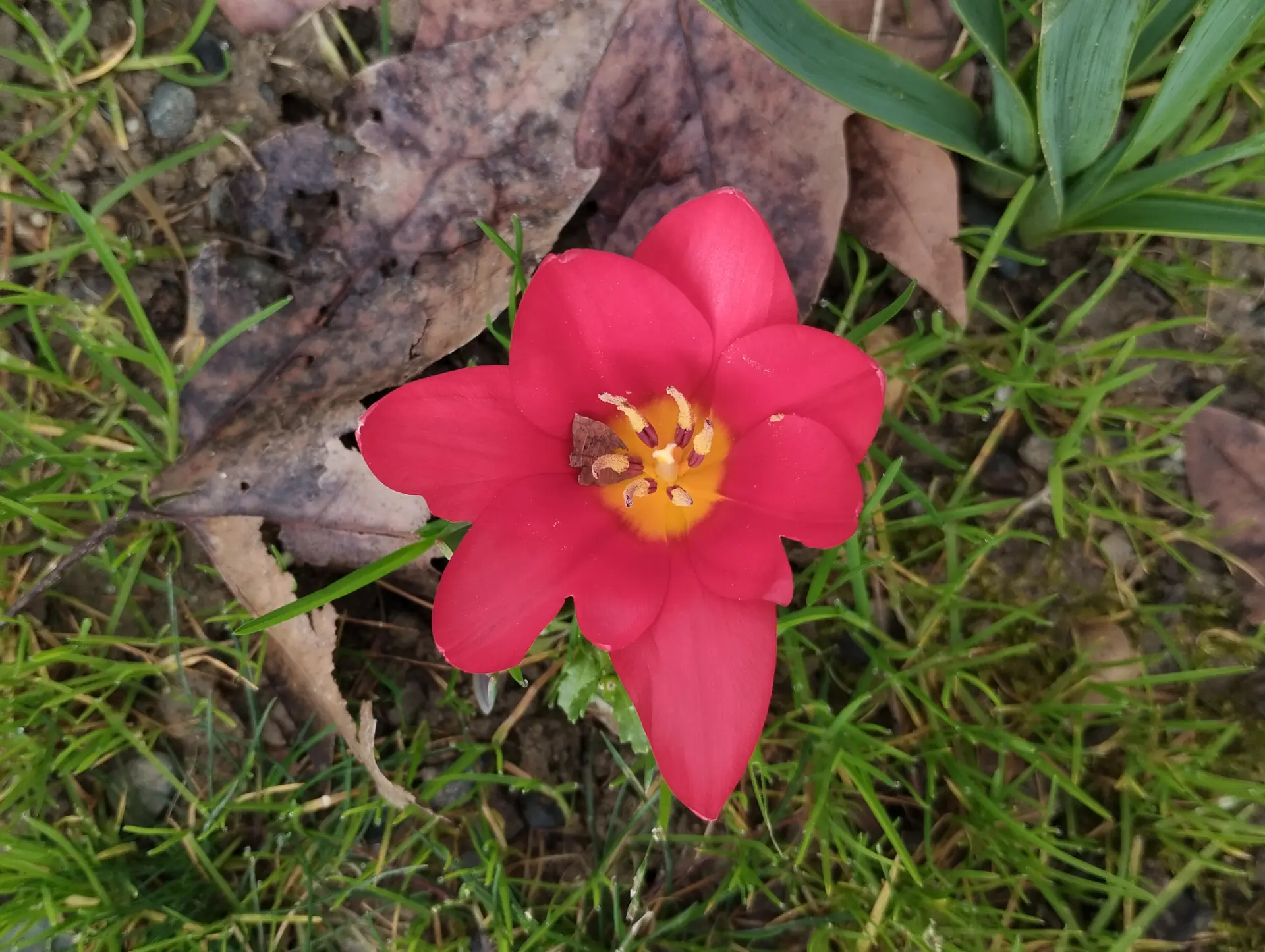 img/tulipa-kaufmanniana.webp
