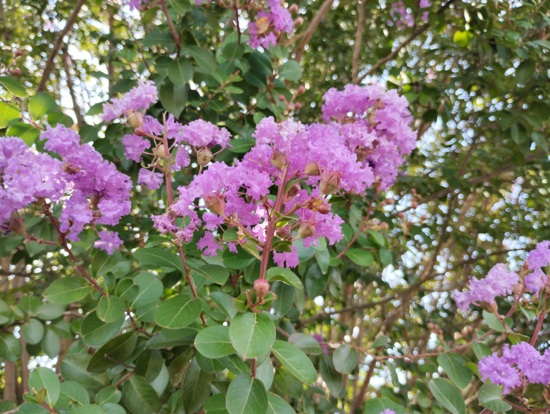 img/lagerstroemia-indica-2.webp