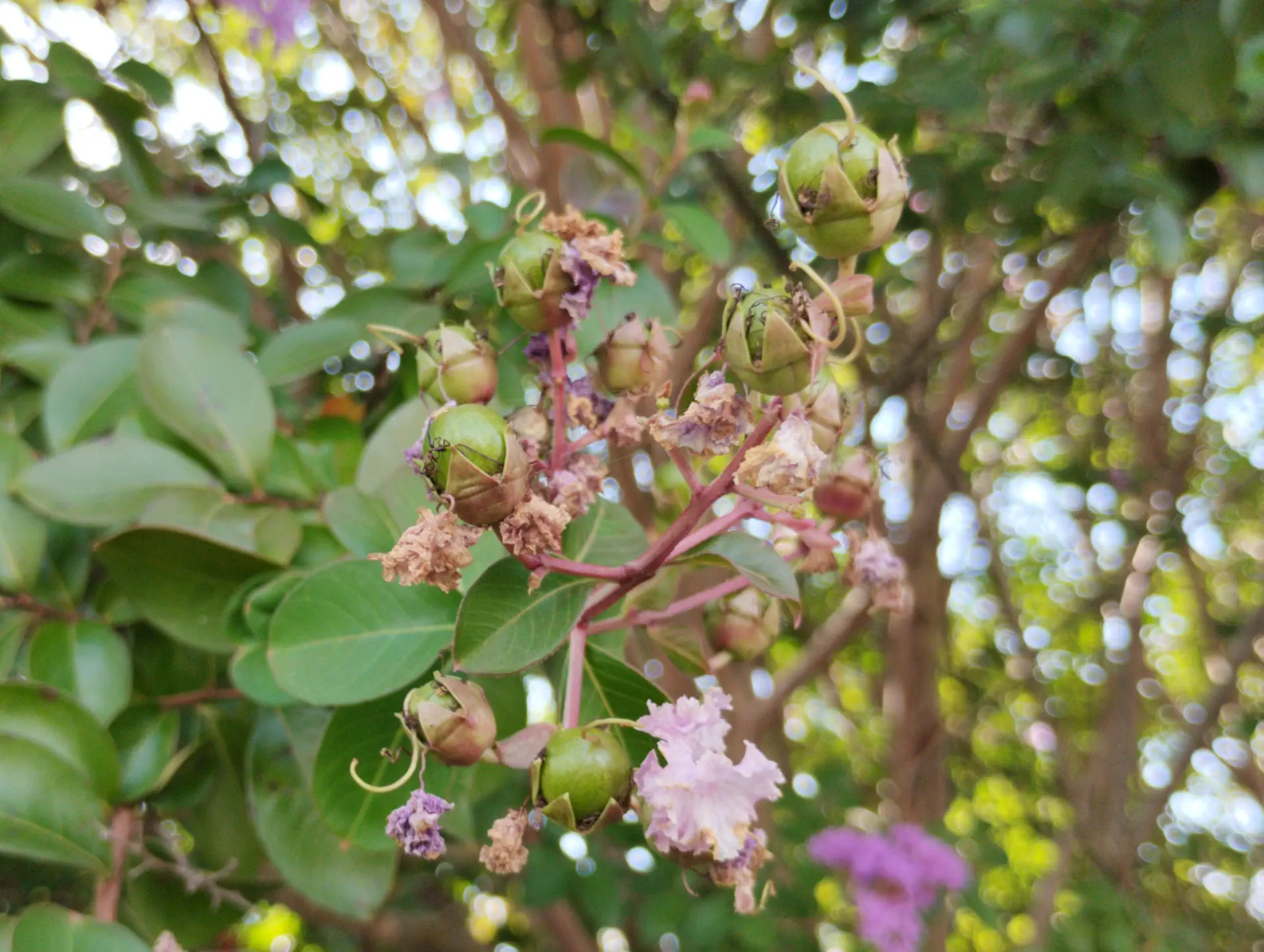img/lagerstroemia-indica-3.webp