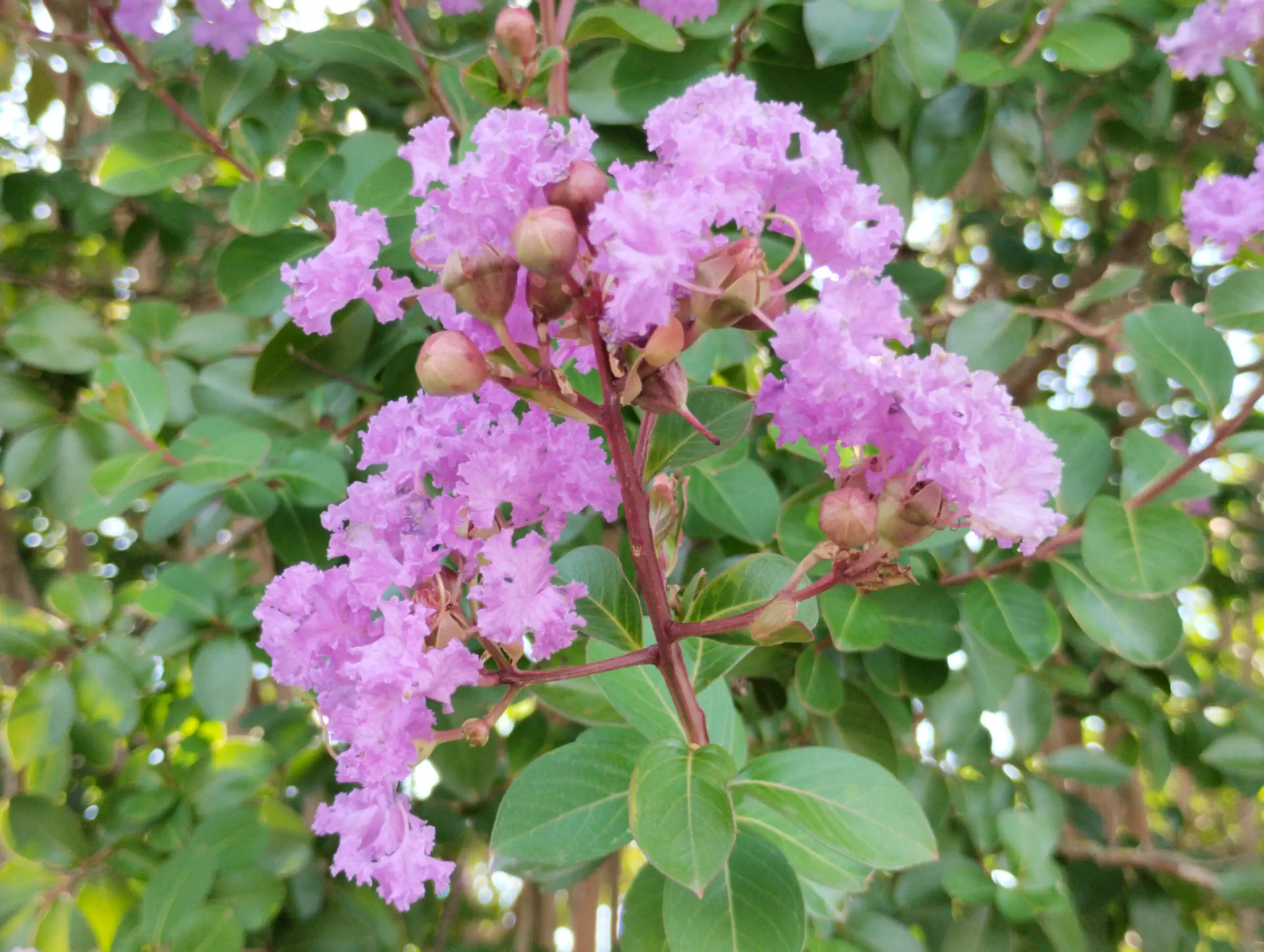 img/lagerstroemia-indica.webp