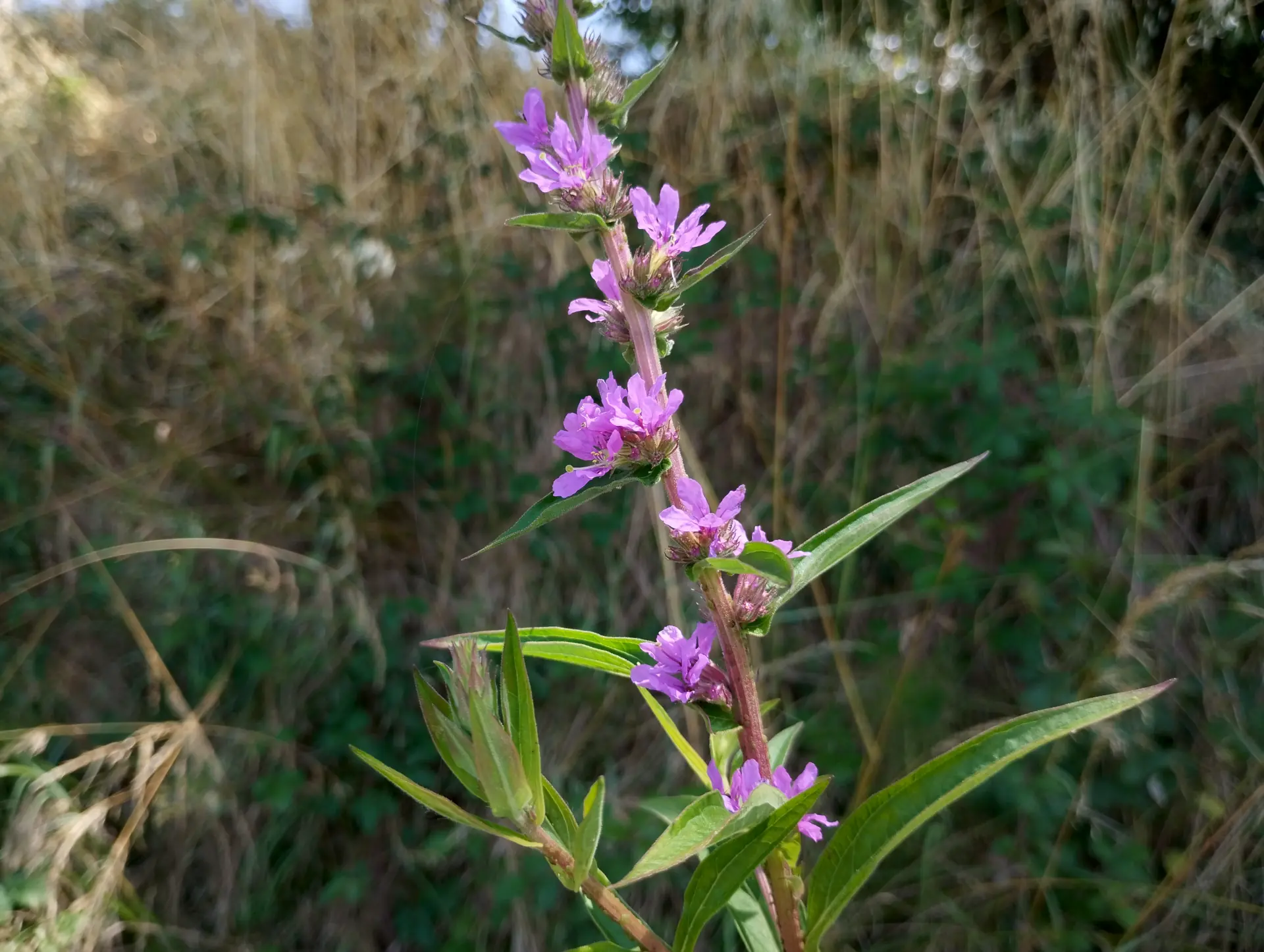img/lythrum-salicaria-2.webp