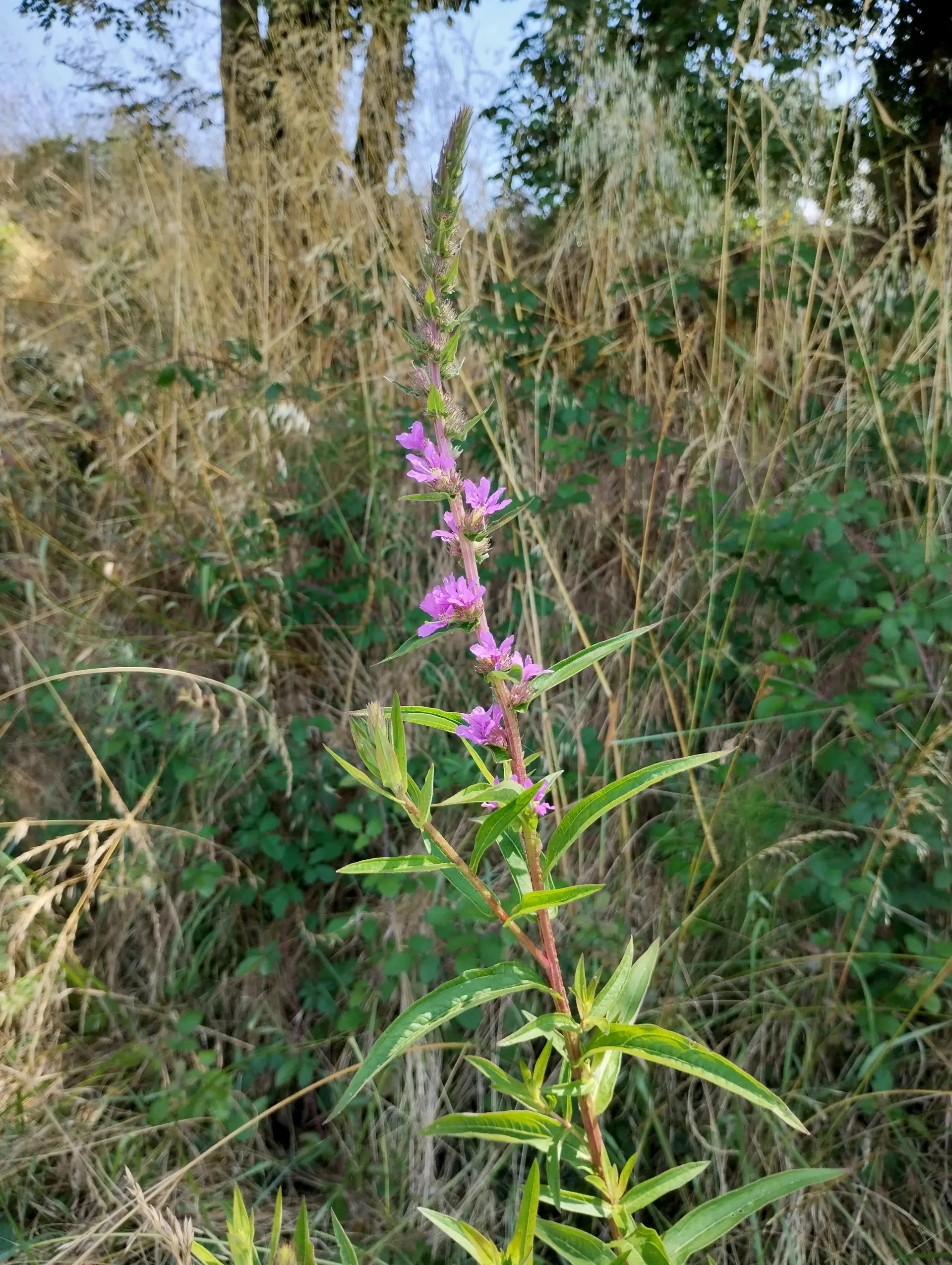 img/lythrum-salicaria-3.webp