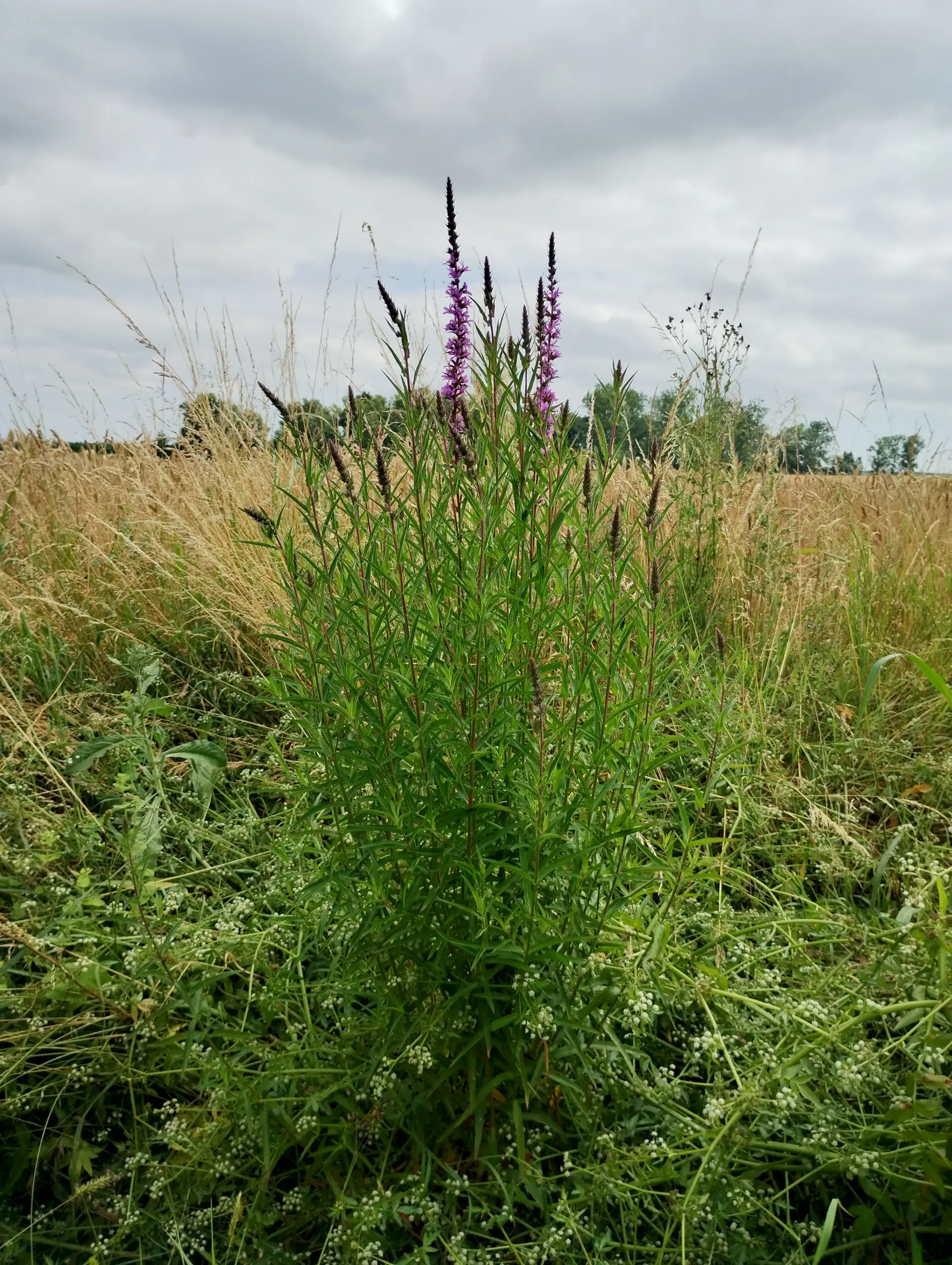 img/lythrum-salicaria-4.webp