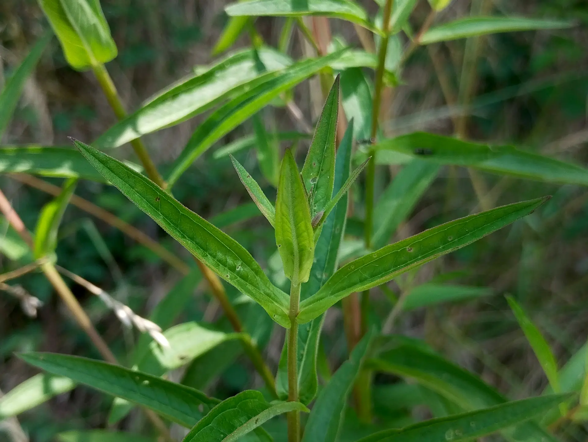 img/lythrum-salicaria-5.webp
