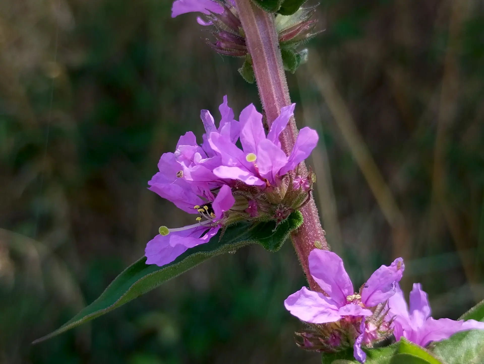 img/lythrum-salicaria.webp