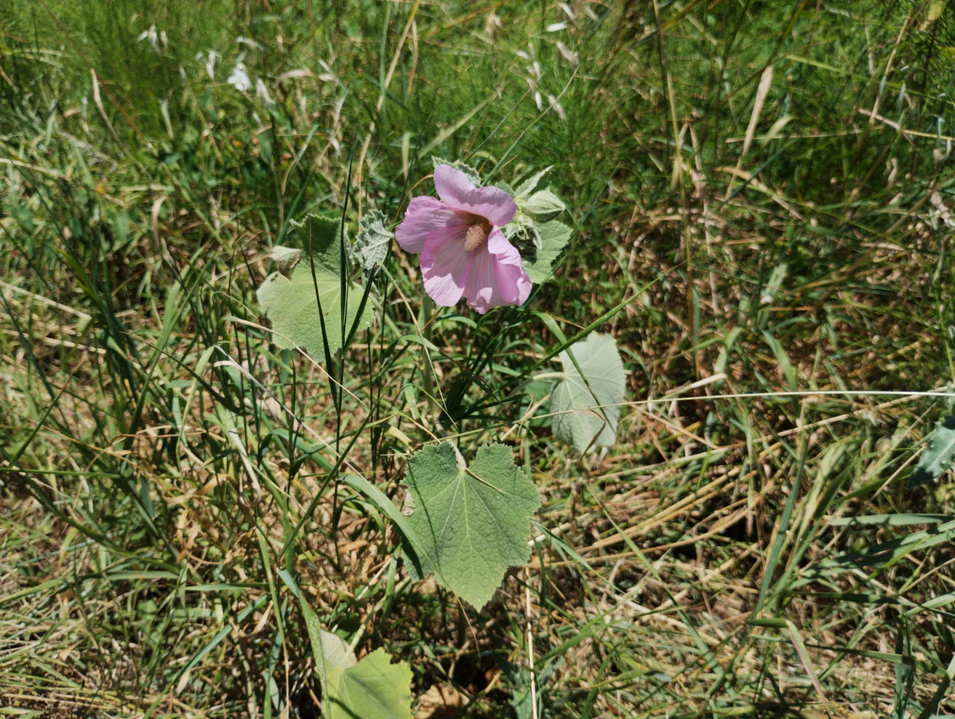 img/alcea-rosea-3.webp