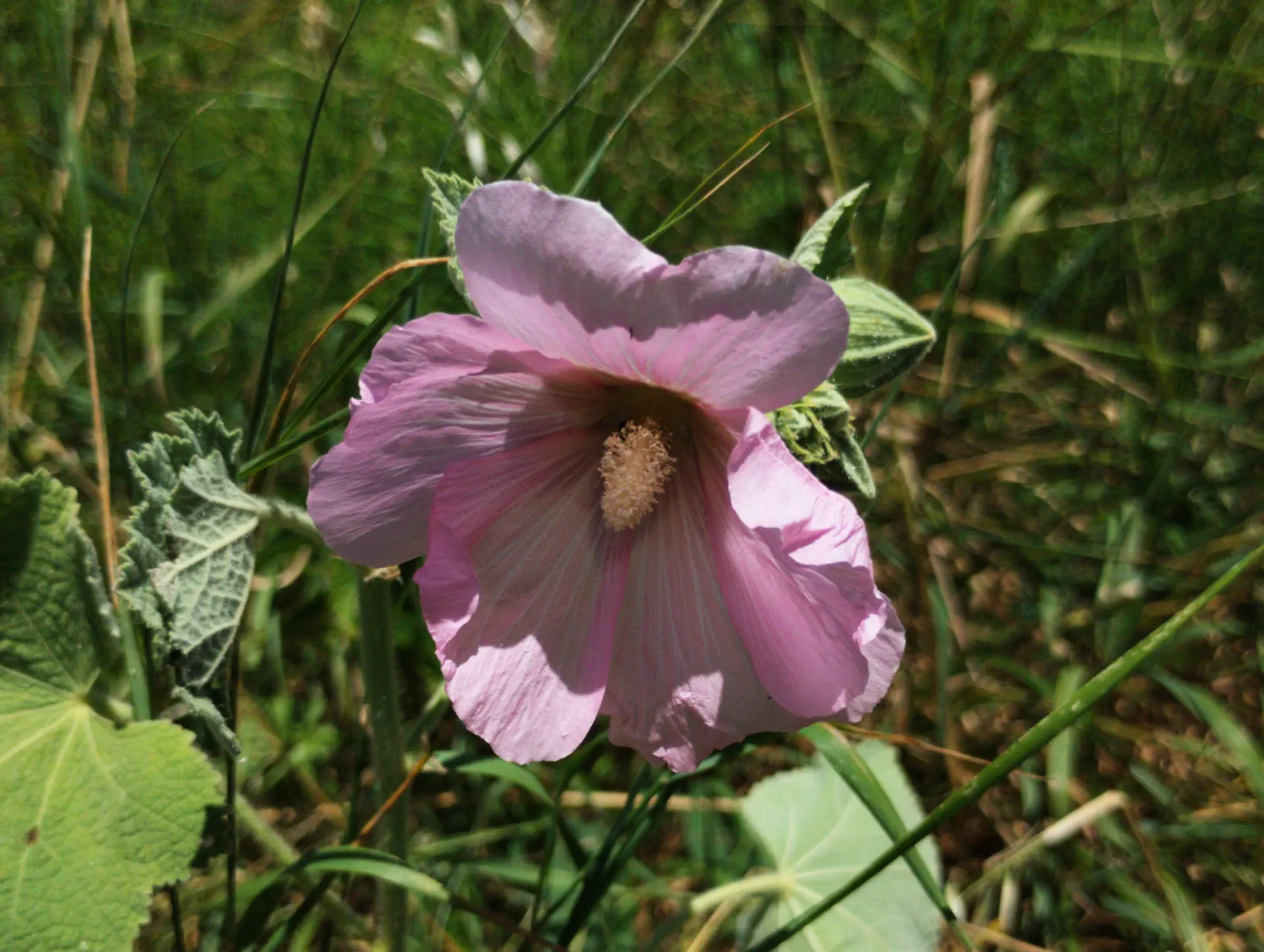 img/alcea-rosea.webp