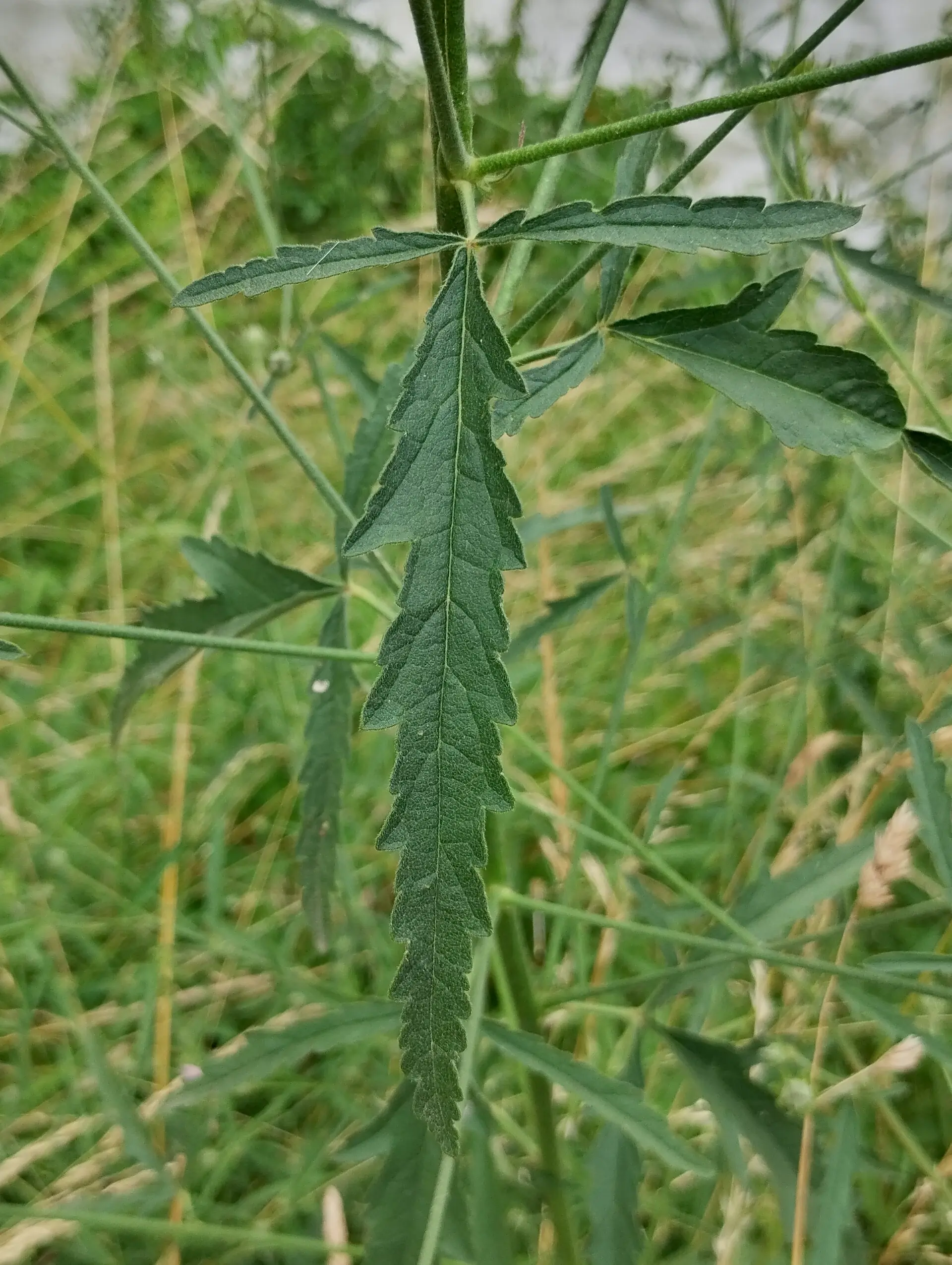img/althaea-cannabina-4.webp