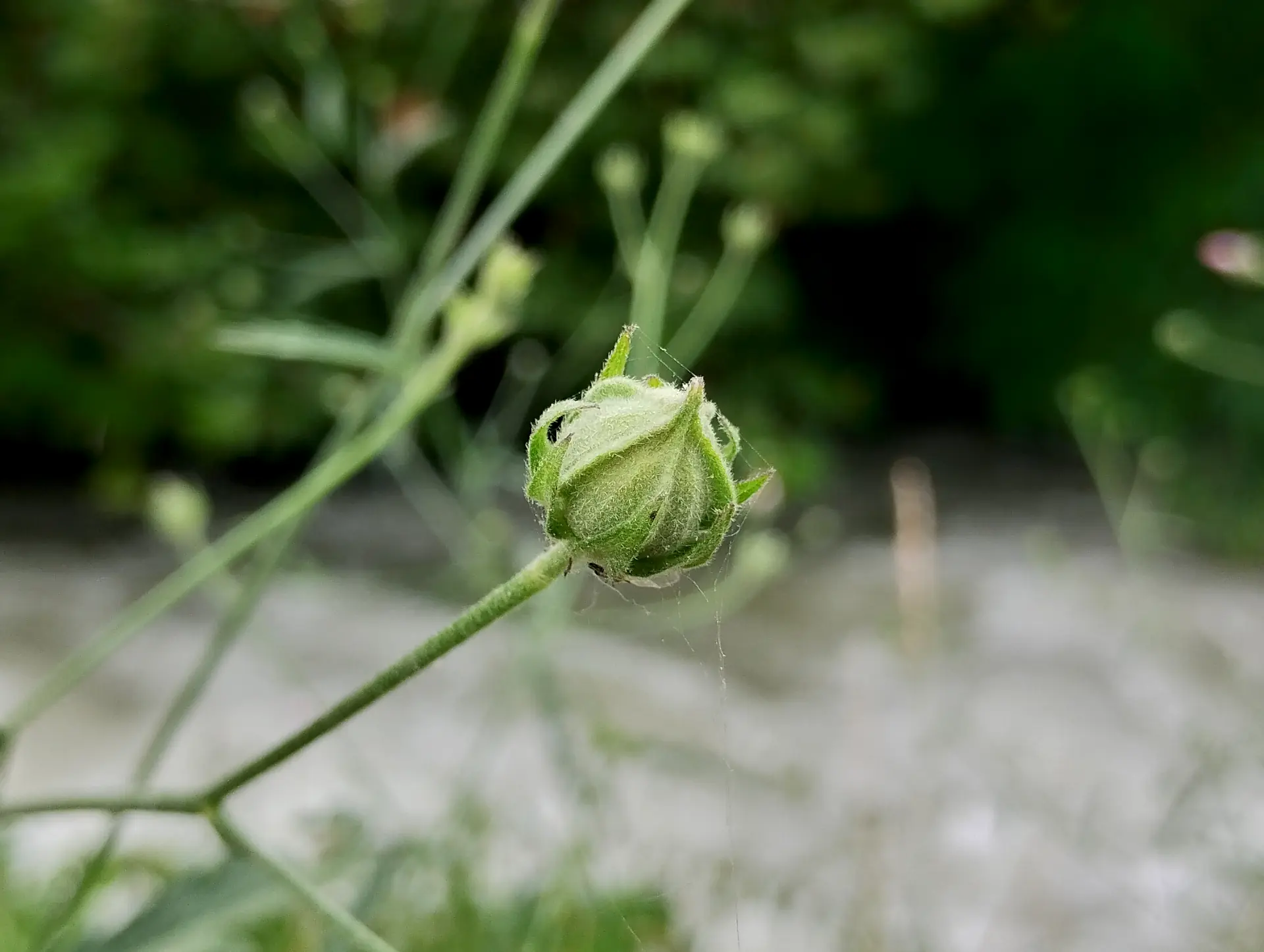 img/althaea-cannabina-5.webp