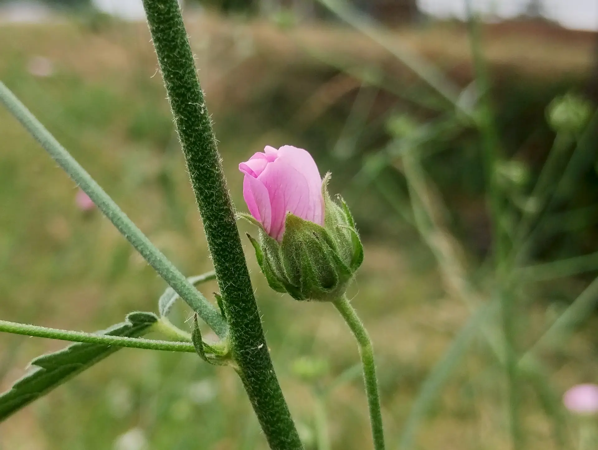 img/althaea-cannabina-6.webp