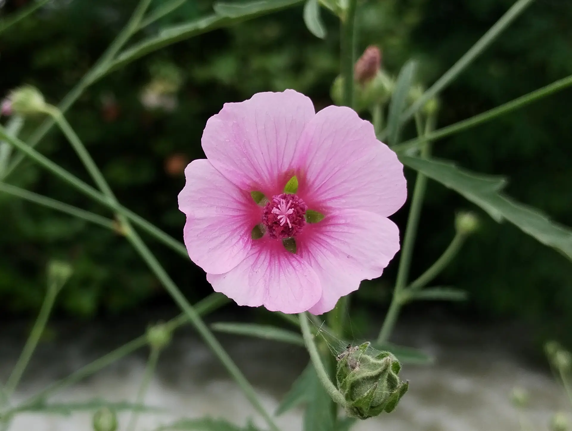 img/althaea-cannabina.webp