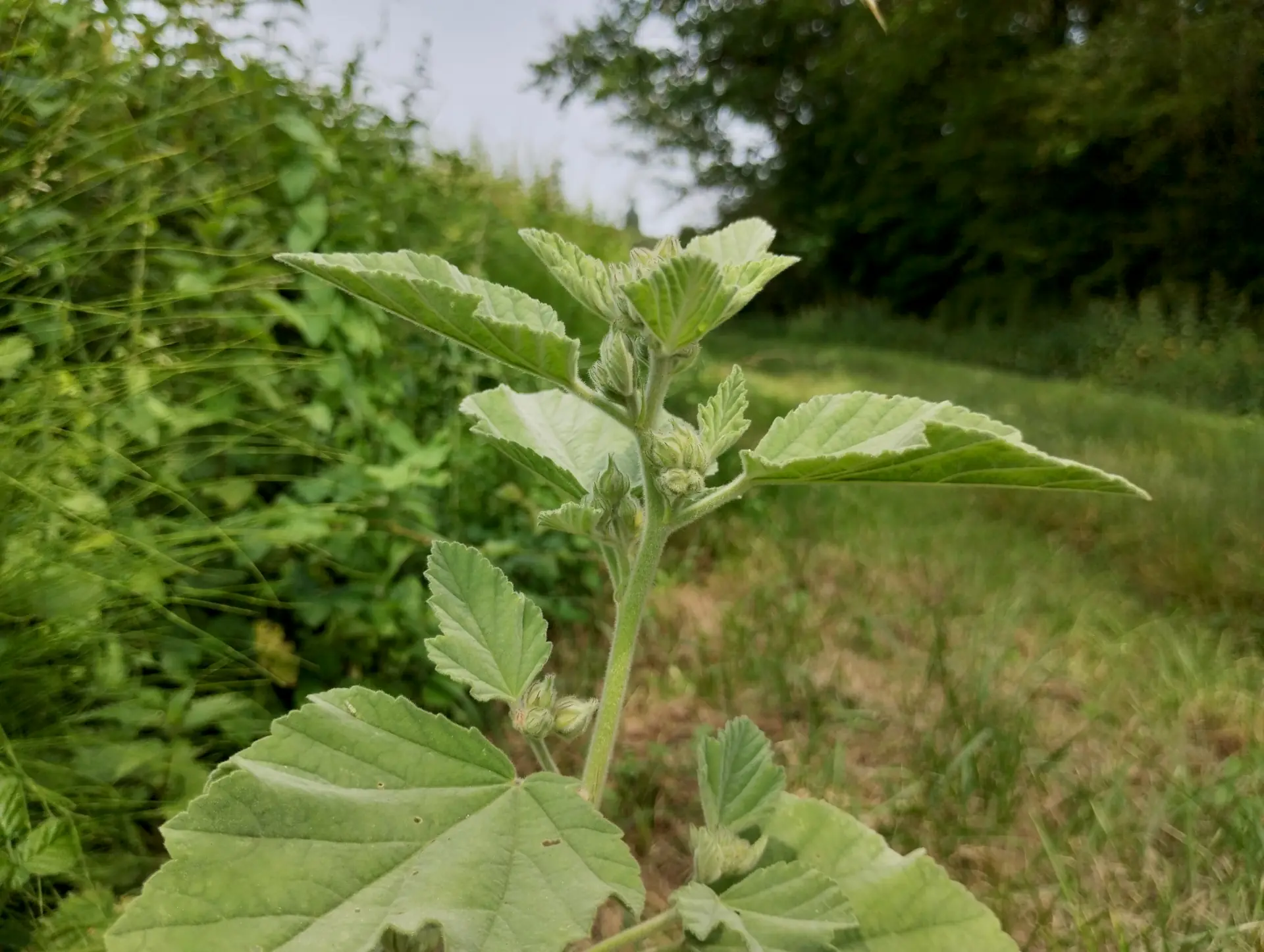 img/althaea-officinalis-2.webp