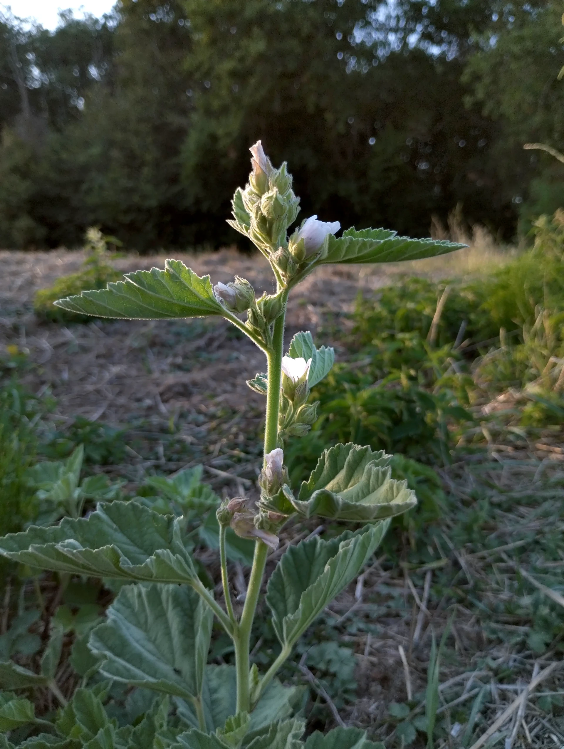 img/althaea-officinalis-3.webp