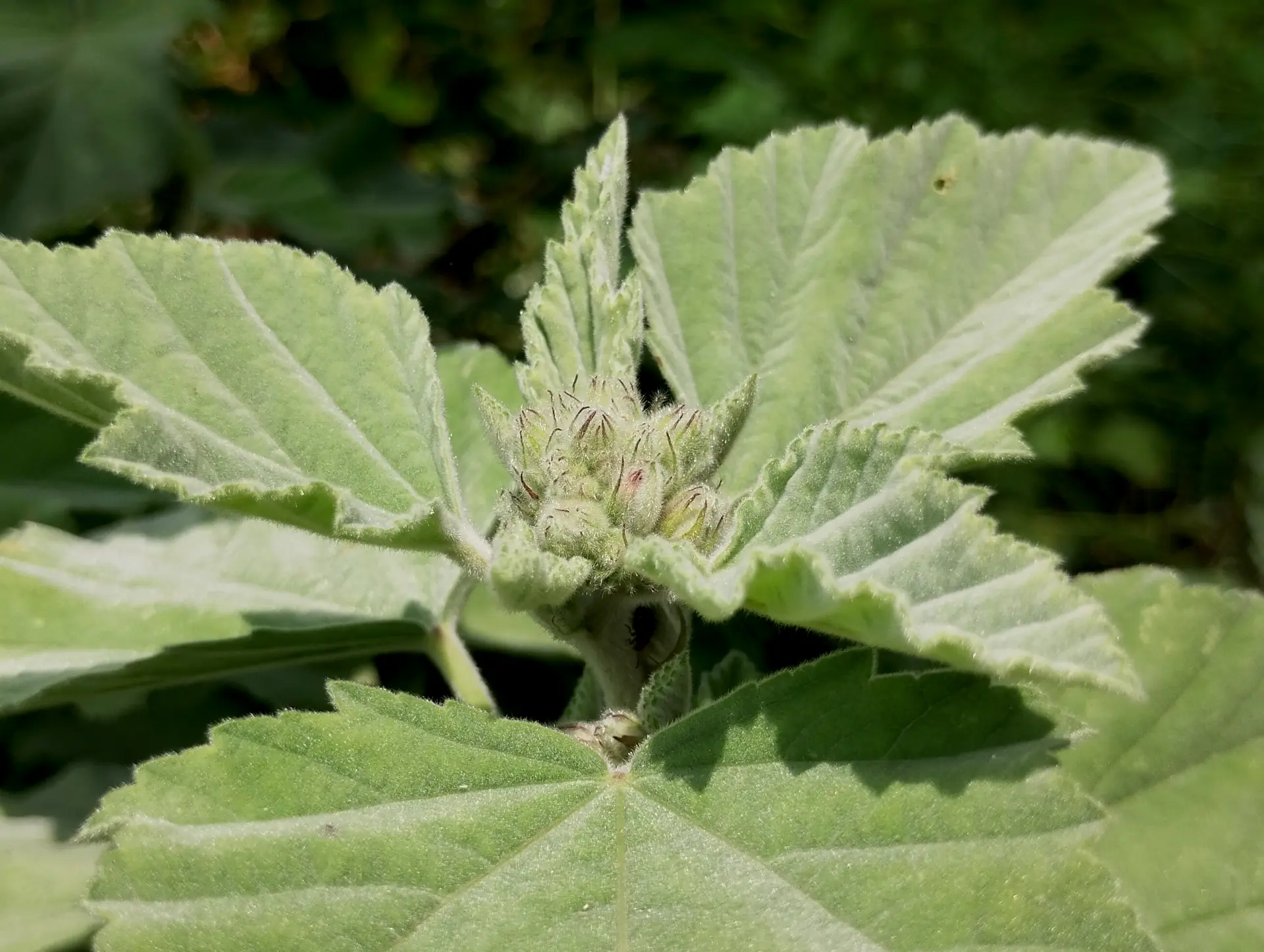 img/althaea-officinalis-4.webp