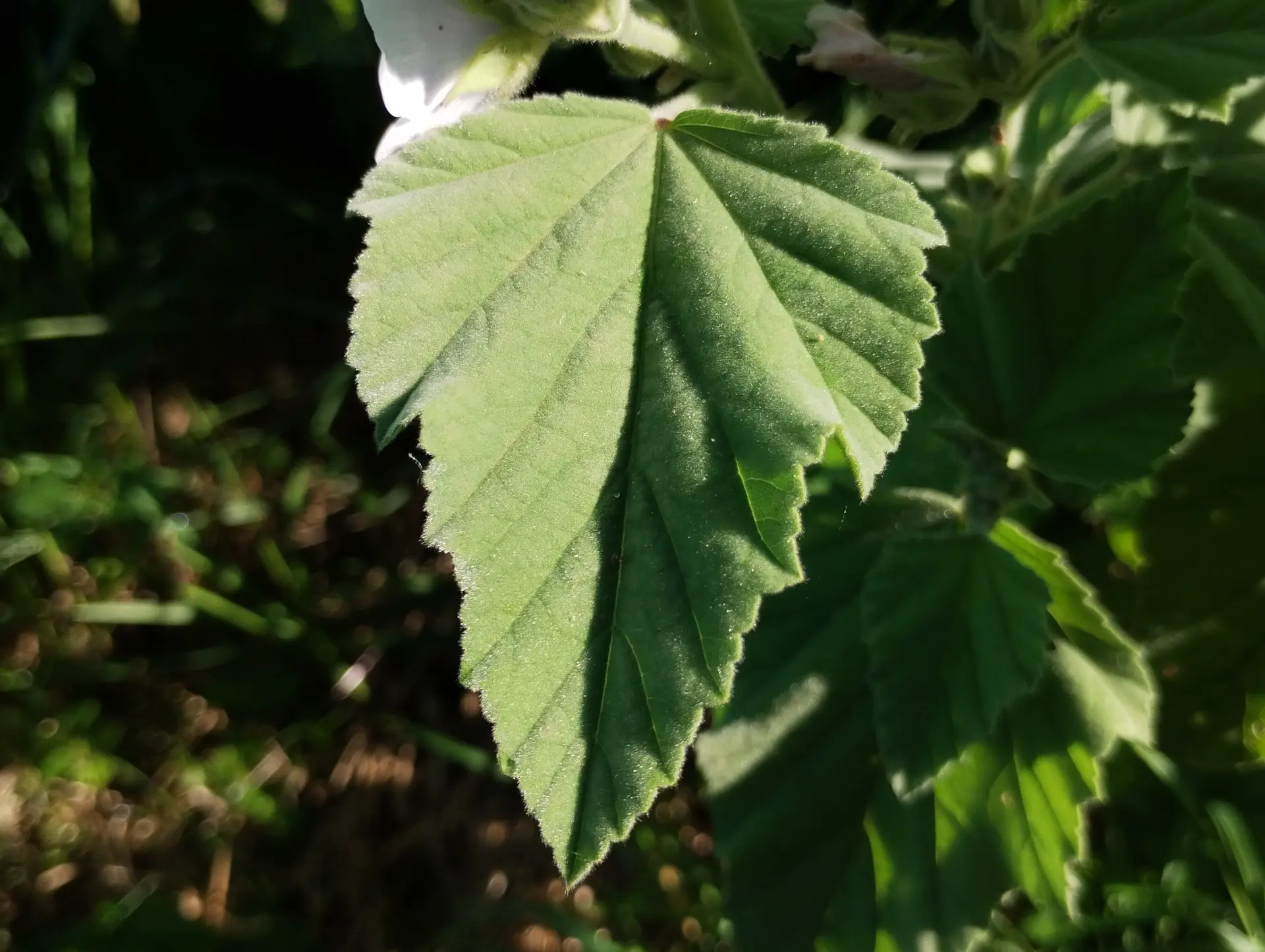 img/althaea-officinalis-5.webp