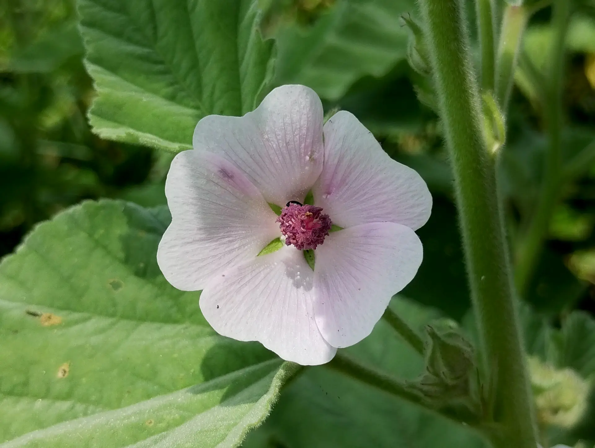 img/althaea-officinalis.webp