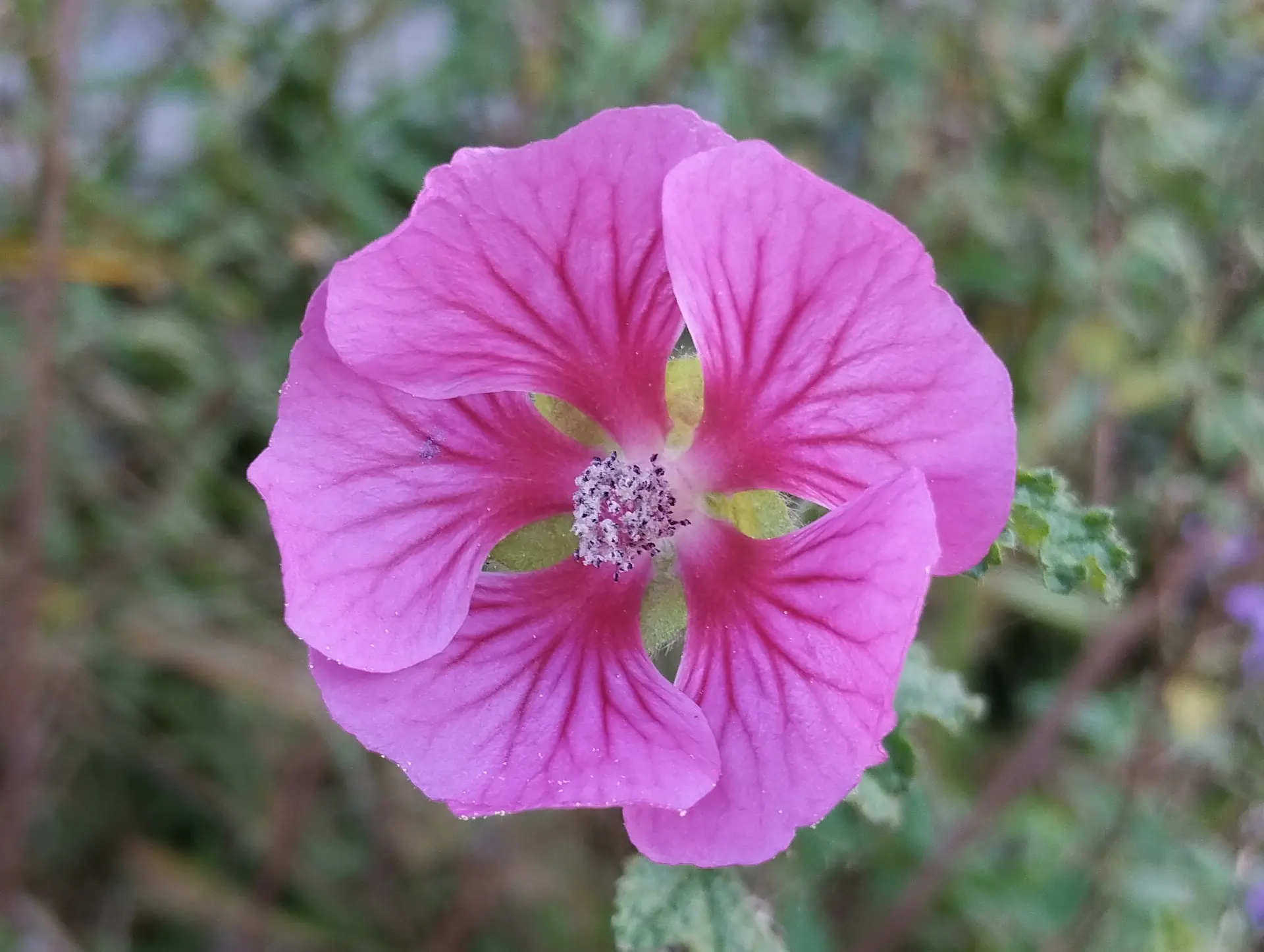 img/anisodontea-capensis.webp