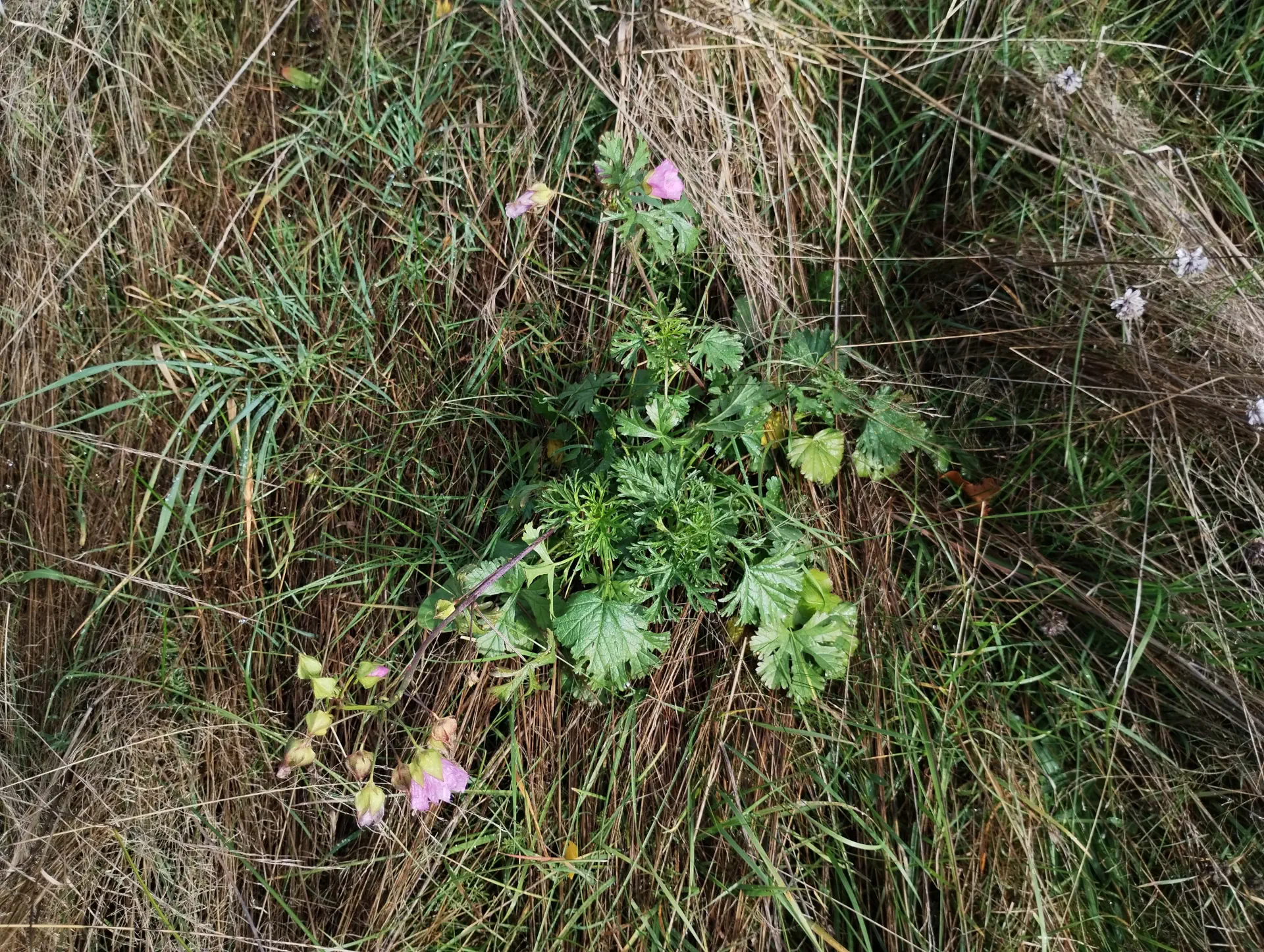 img/malva-moschata-2.webp