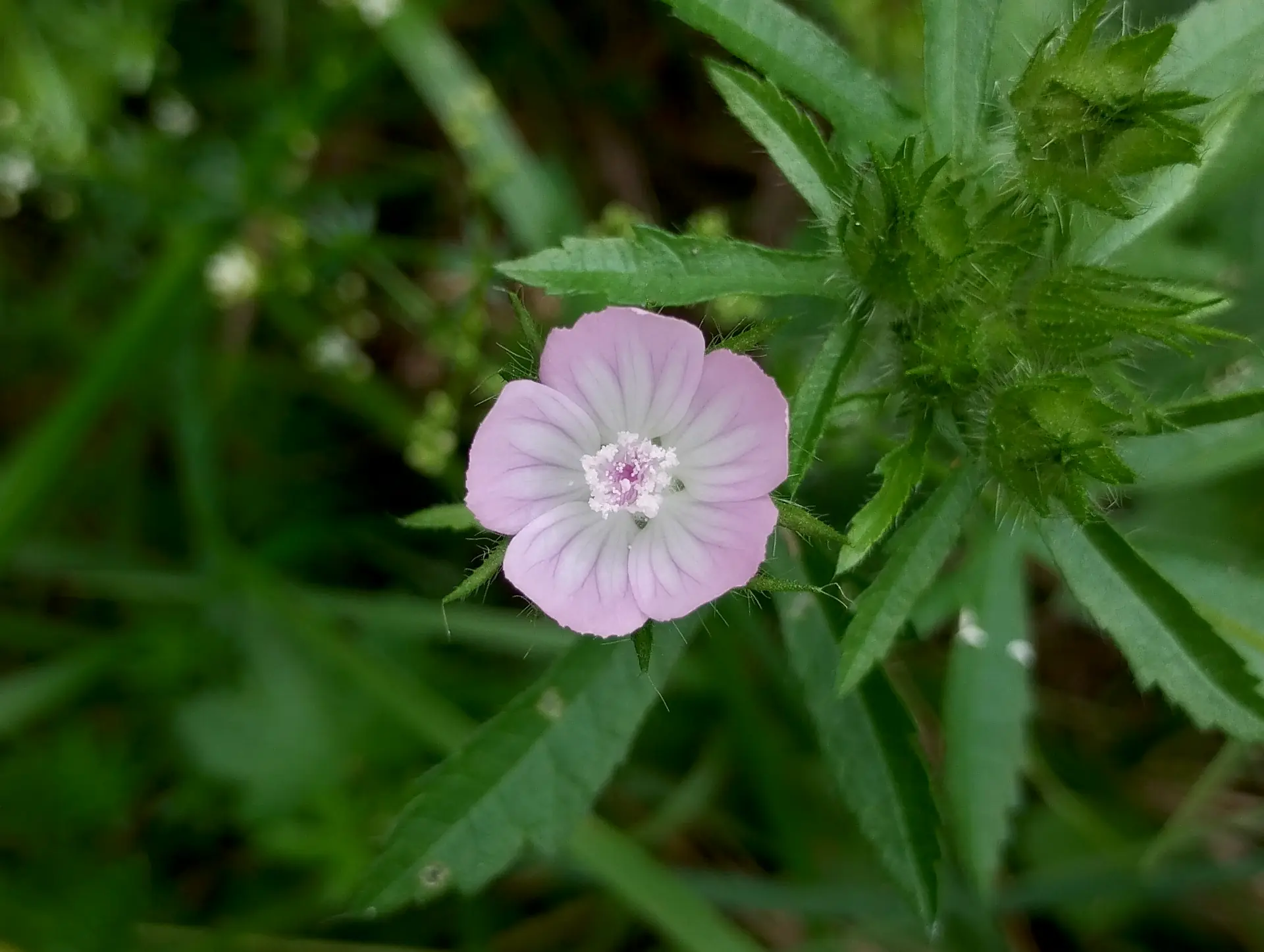 img/malva-setigera.webp