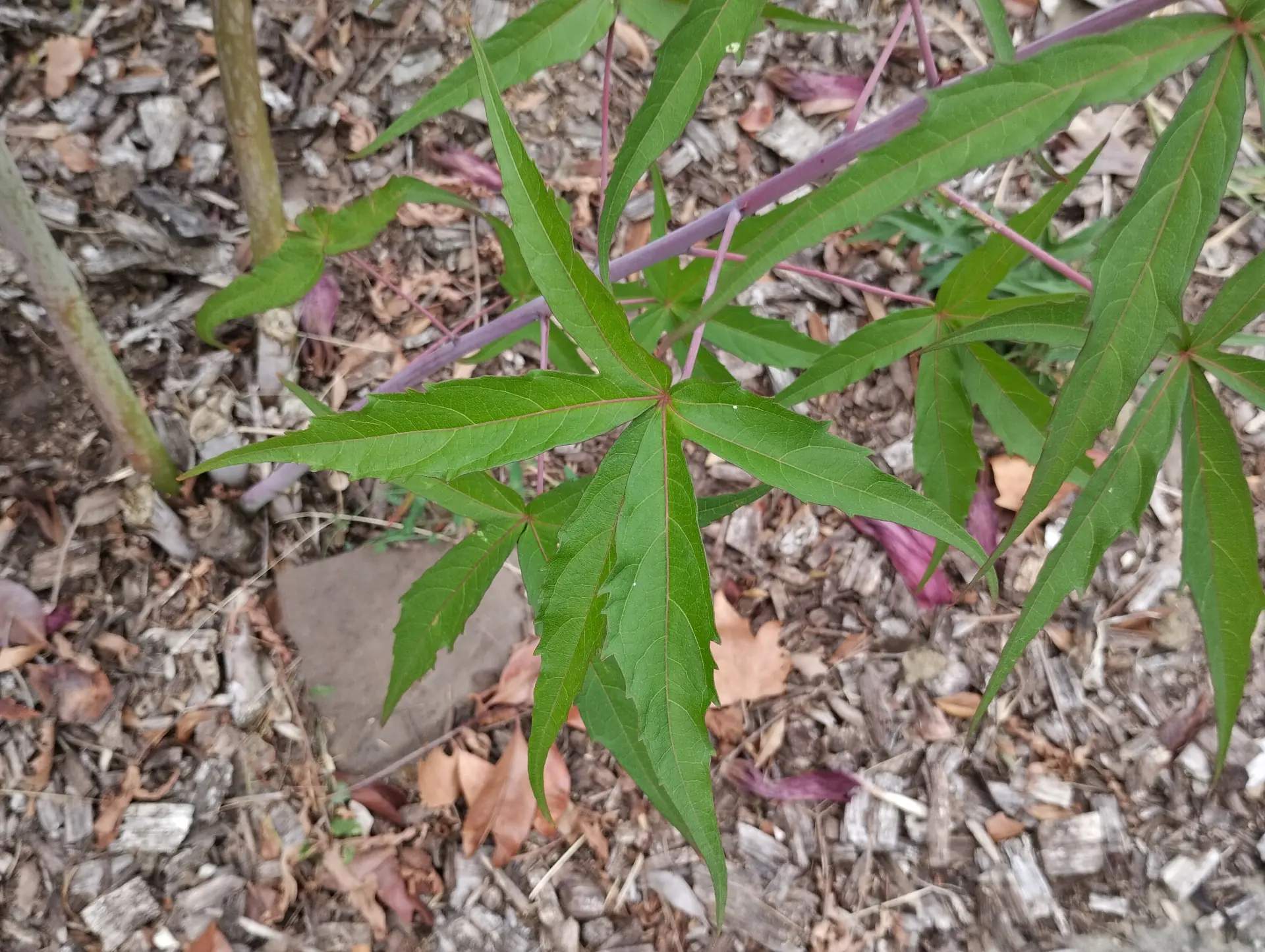 img/muenchhusia-coccinea-2.webp