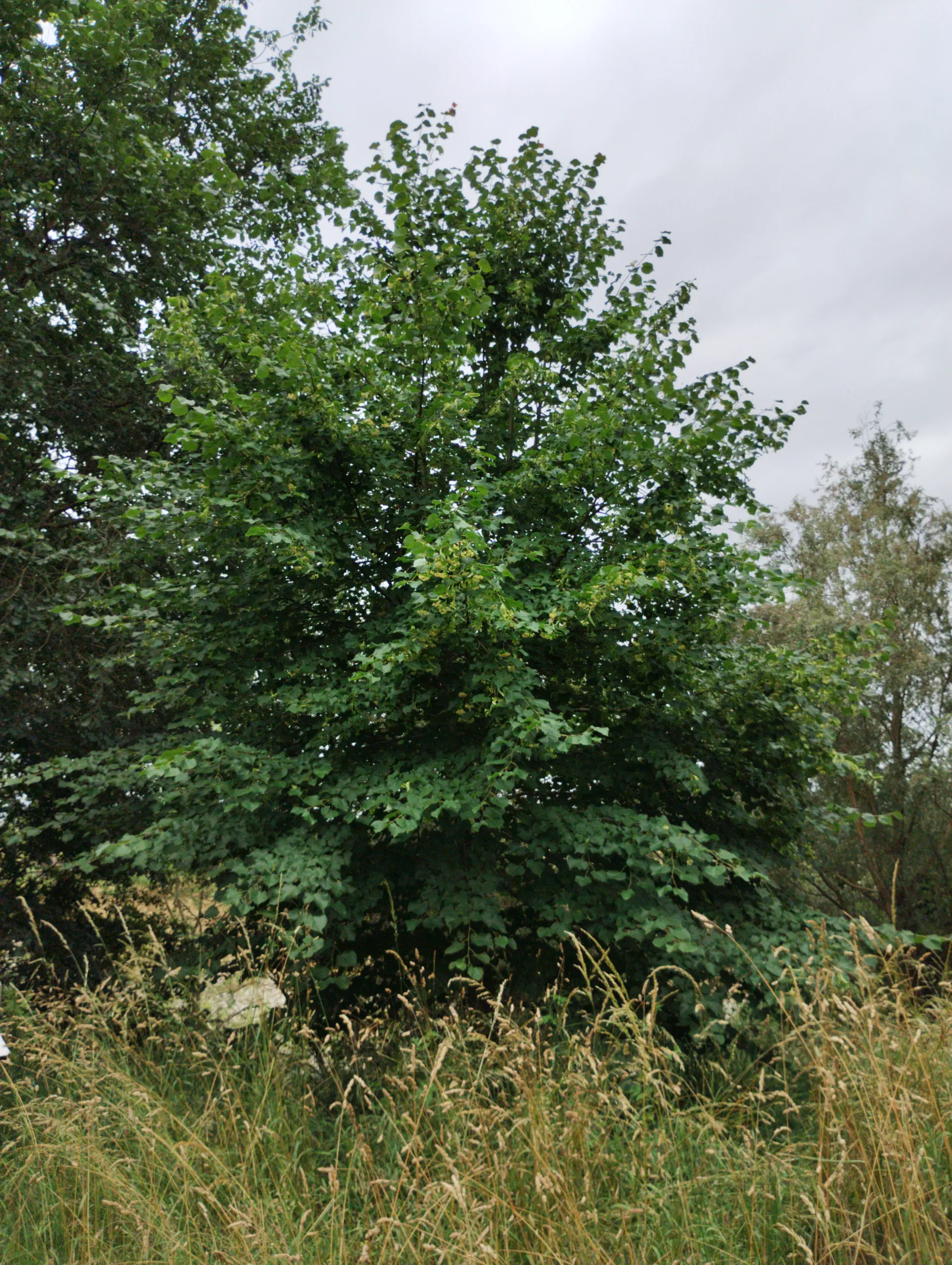 img/tilia-cordata-5.webp