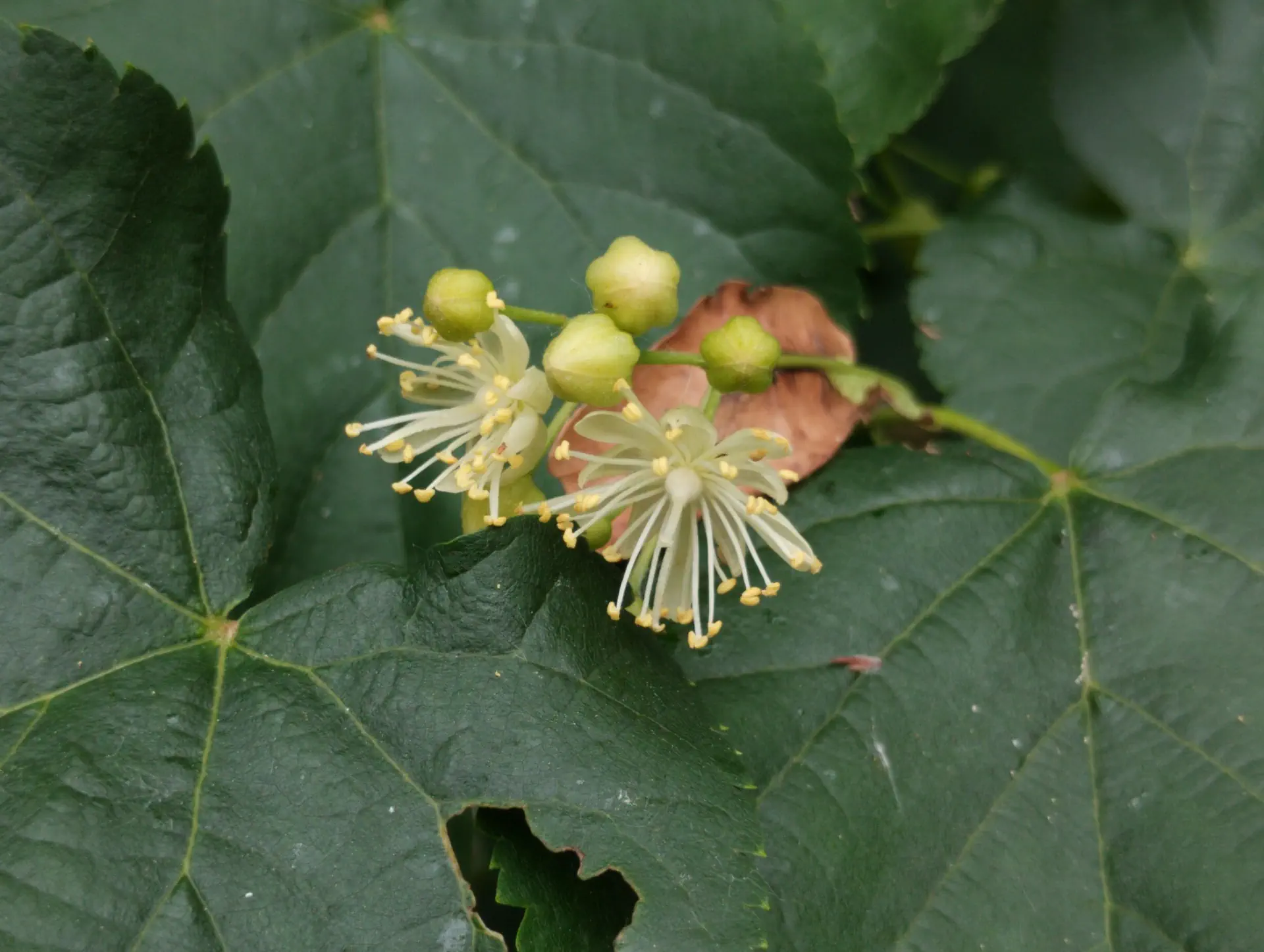 img/tilia-cordata.webp
