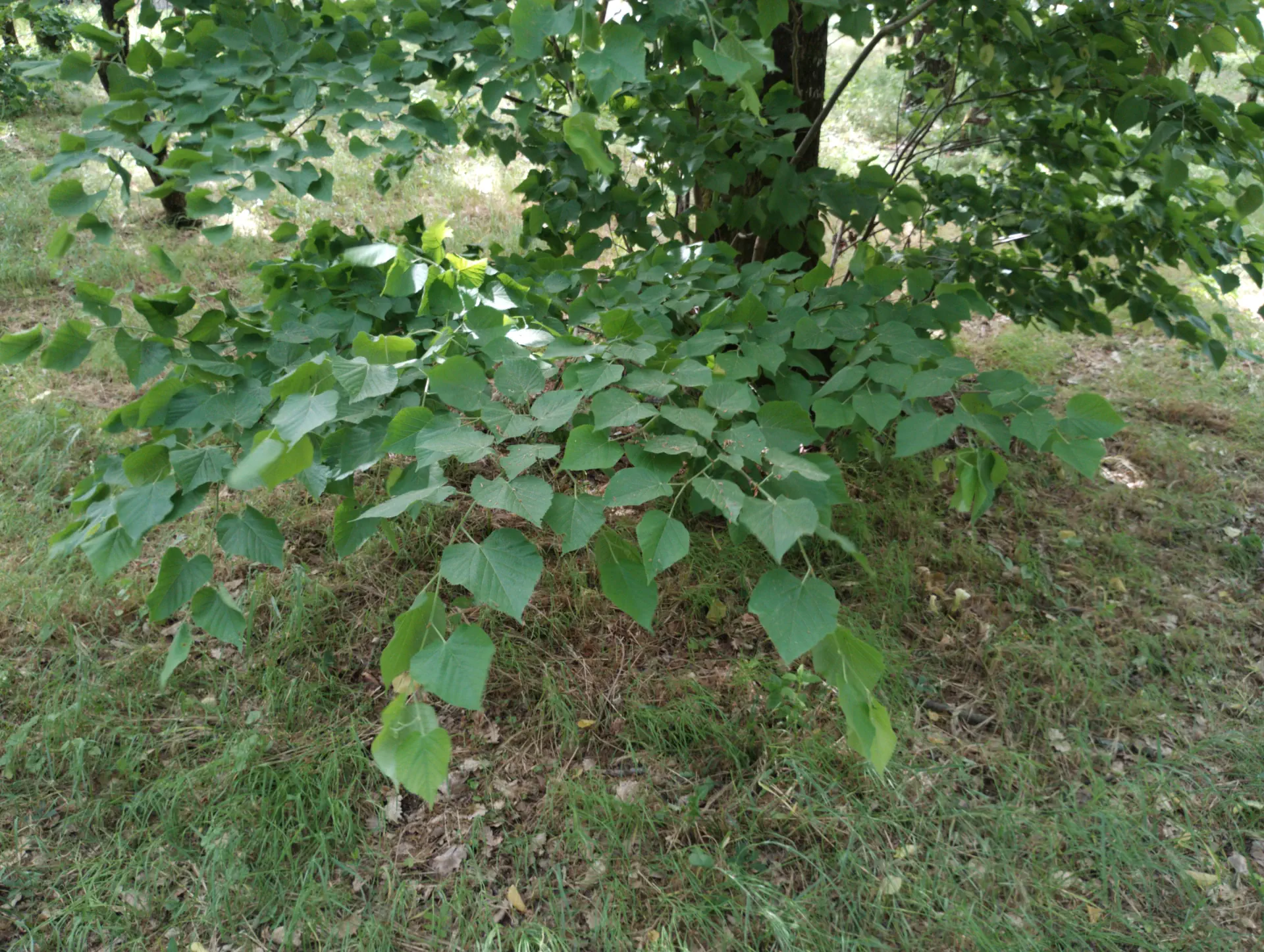 img/tilia-platyphyllos-2.webp