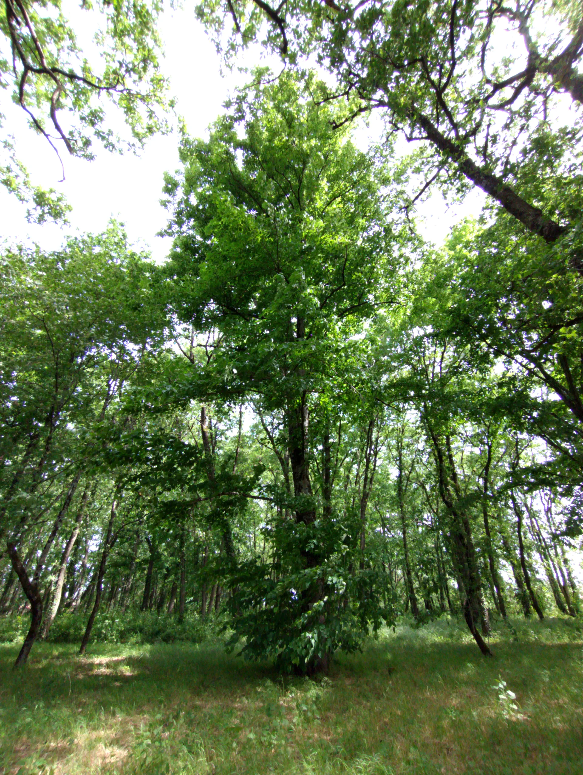 img/tilia-platyphyllos-3.webp