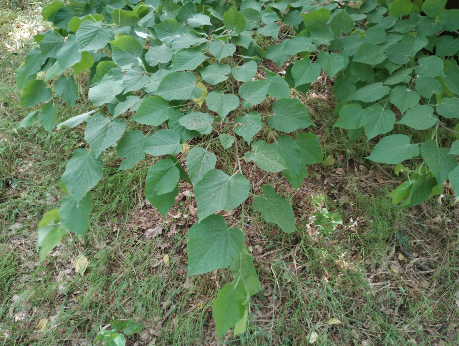 img/tilia-platyphyllos.webp