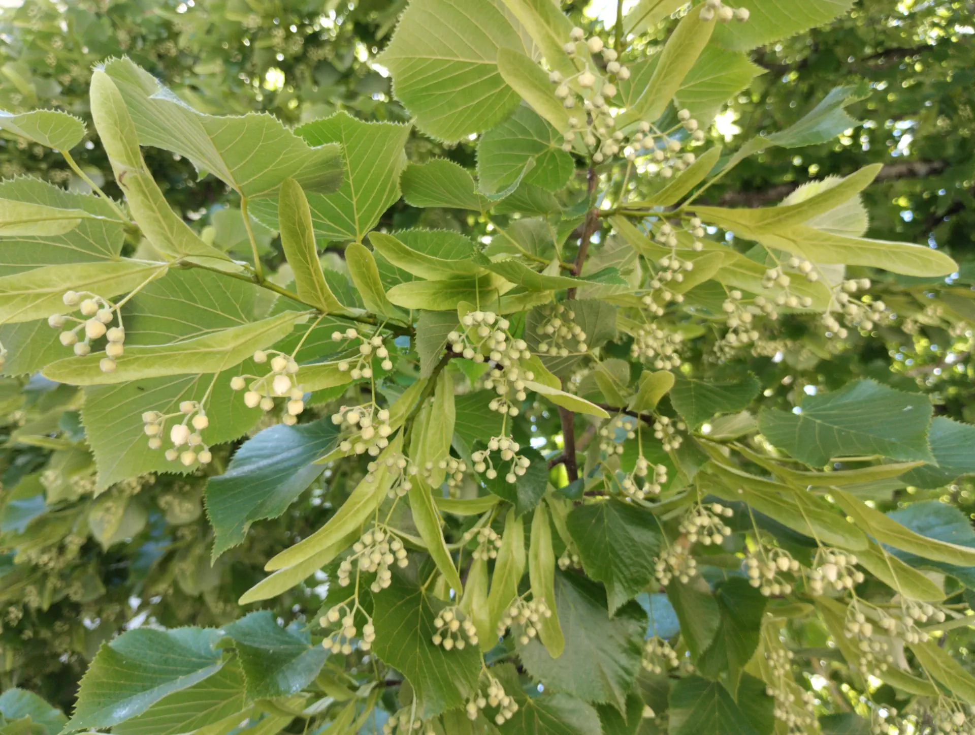 img/tilia-tomentosa-2.webp