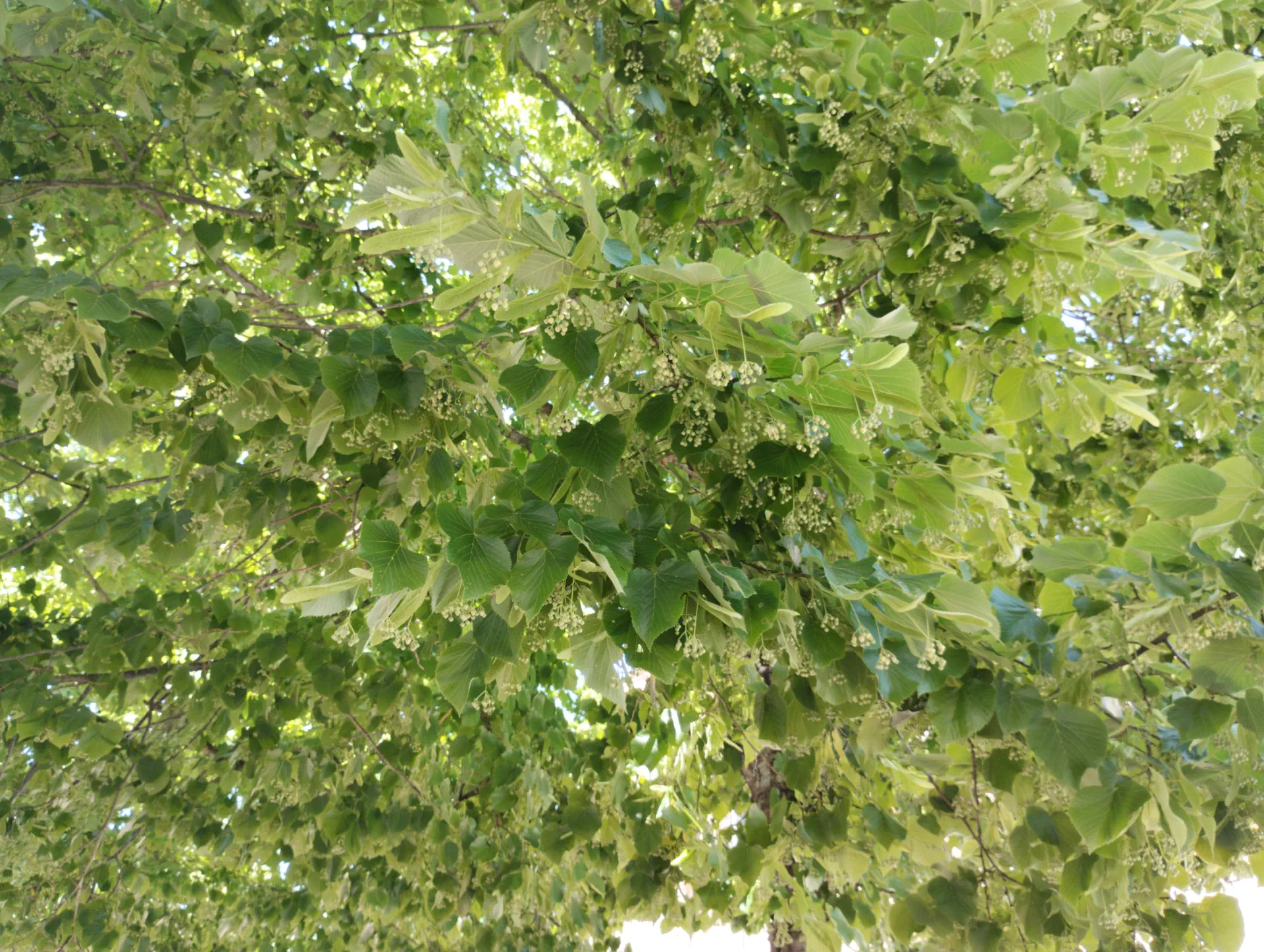 img/tilia-tomentosa-3.webp