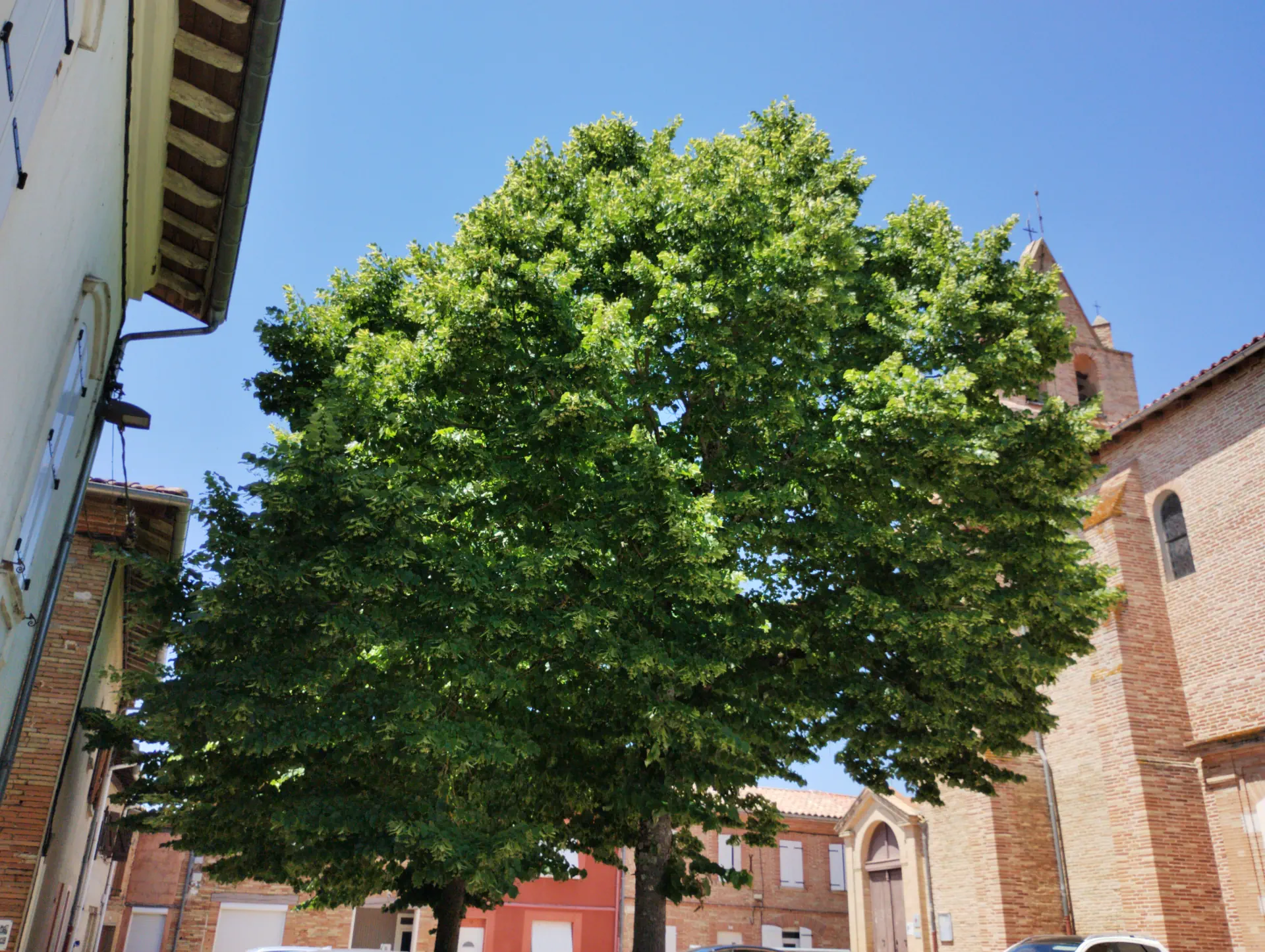 img/tilia-tomentosa-4.webp
