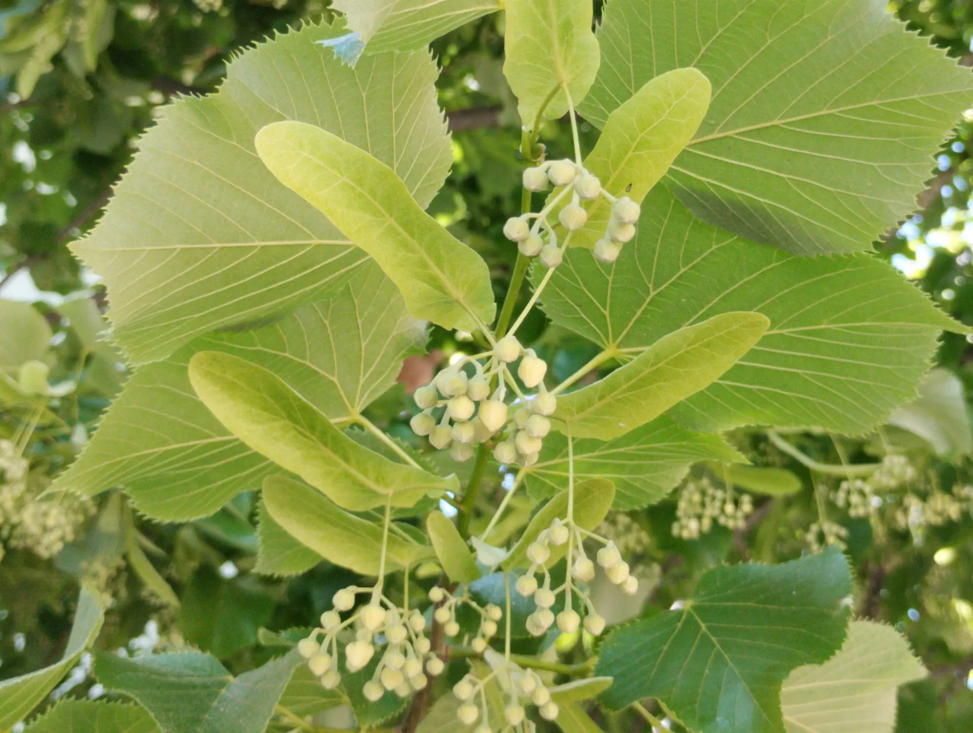 img/tilia-tomentosa.webp