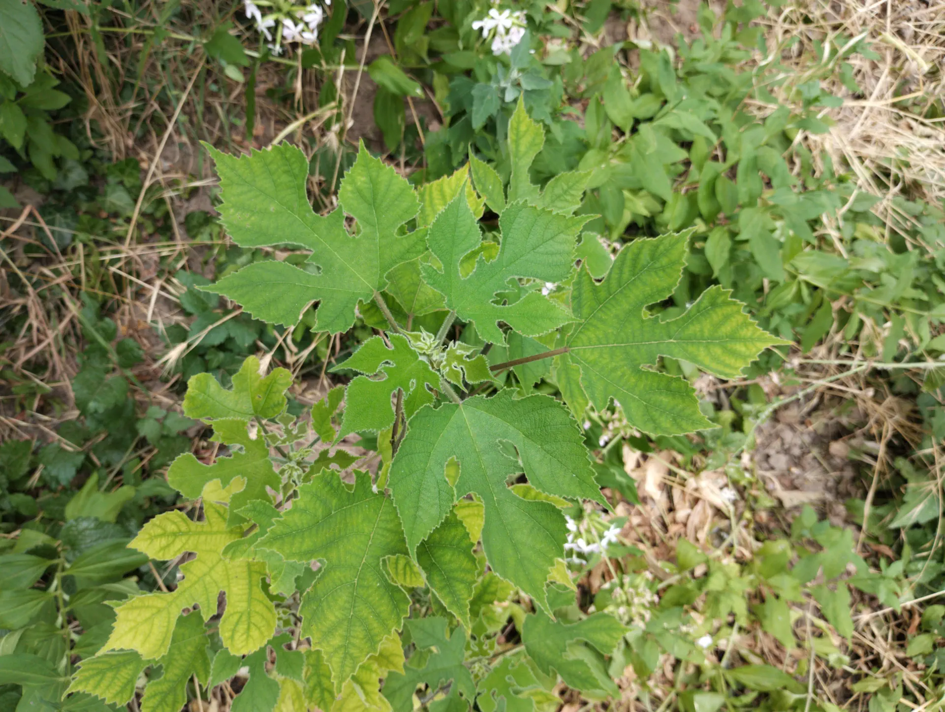 img/broussonetia-papyrifera.webp
