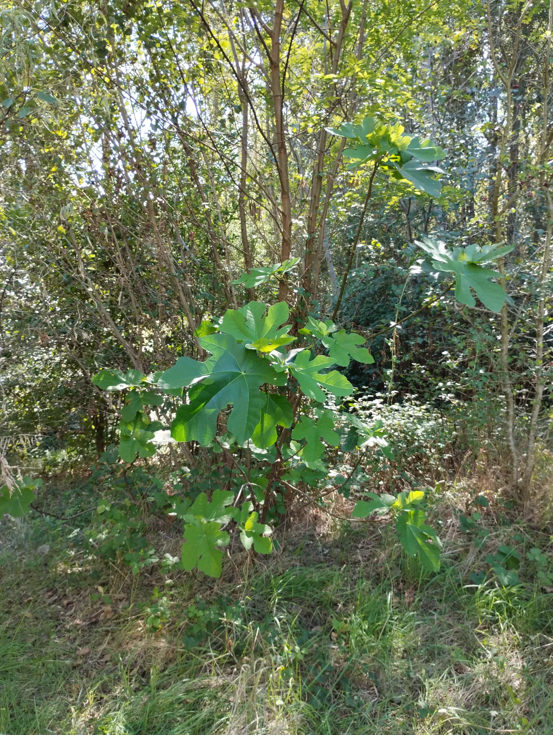 img/ficus-carica.webp