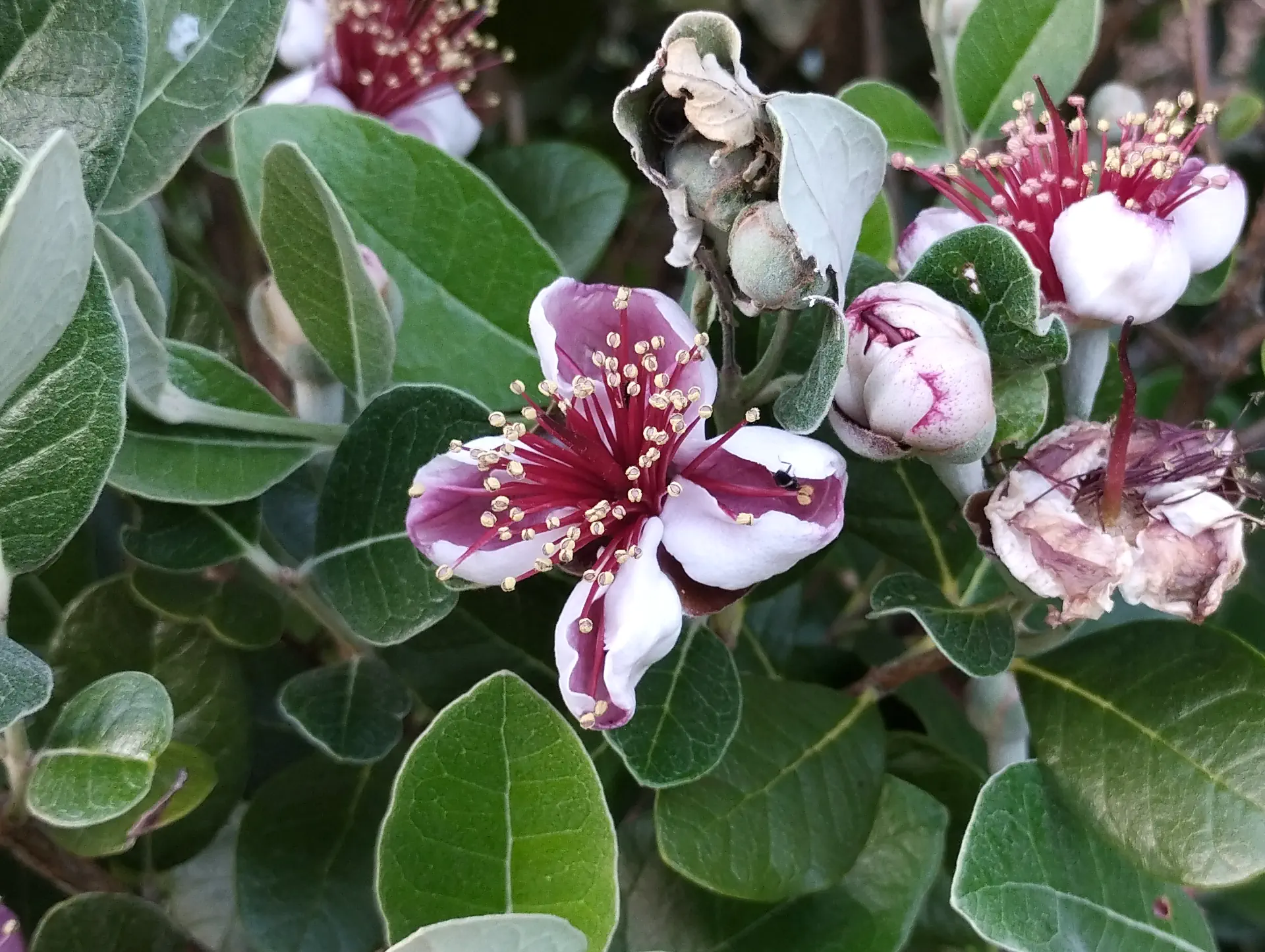 img/feijoa-sellowiana.webp
