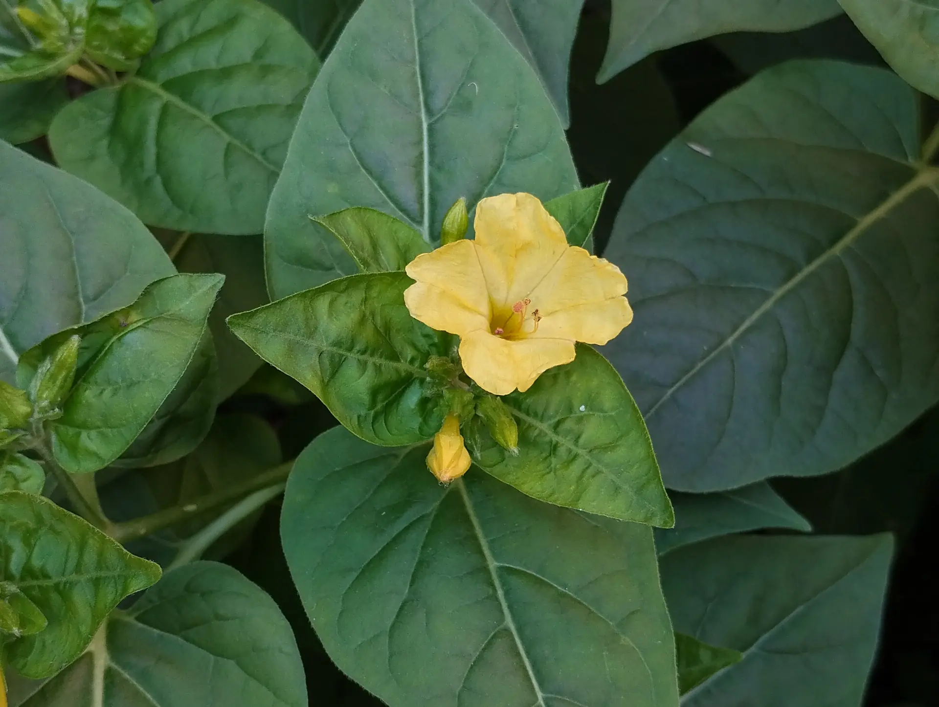 img/mirabilis-jalapa.webp