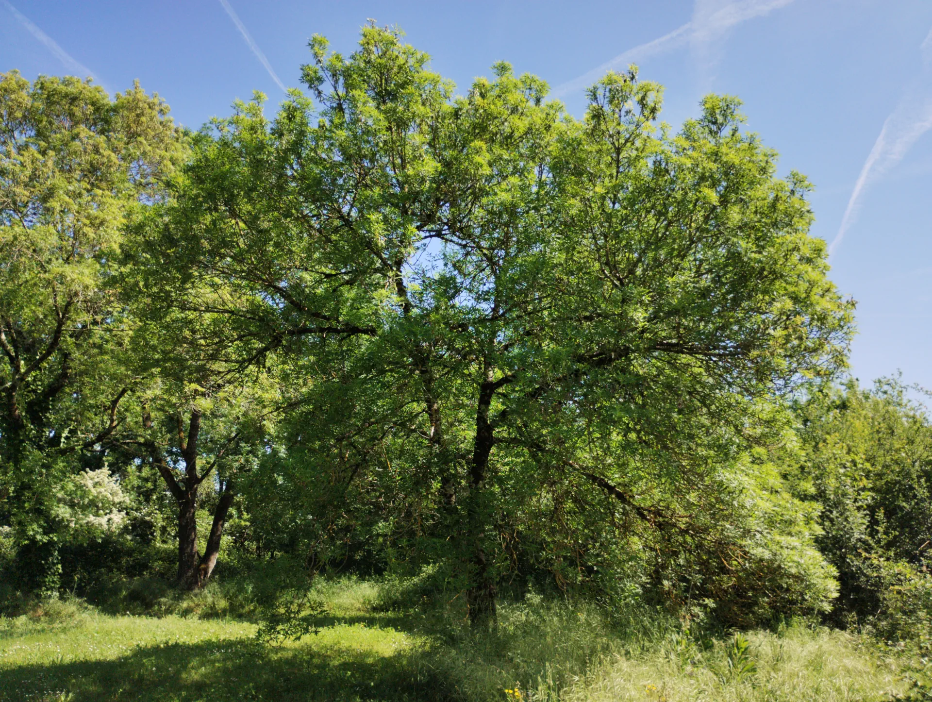 img/fraxinus-angustifolia-2.webp